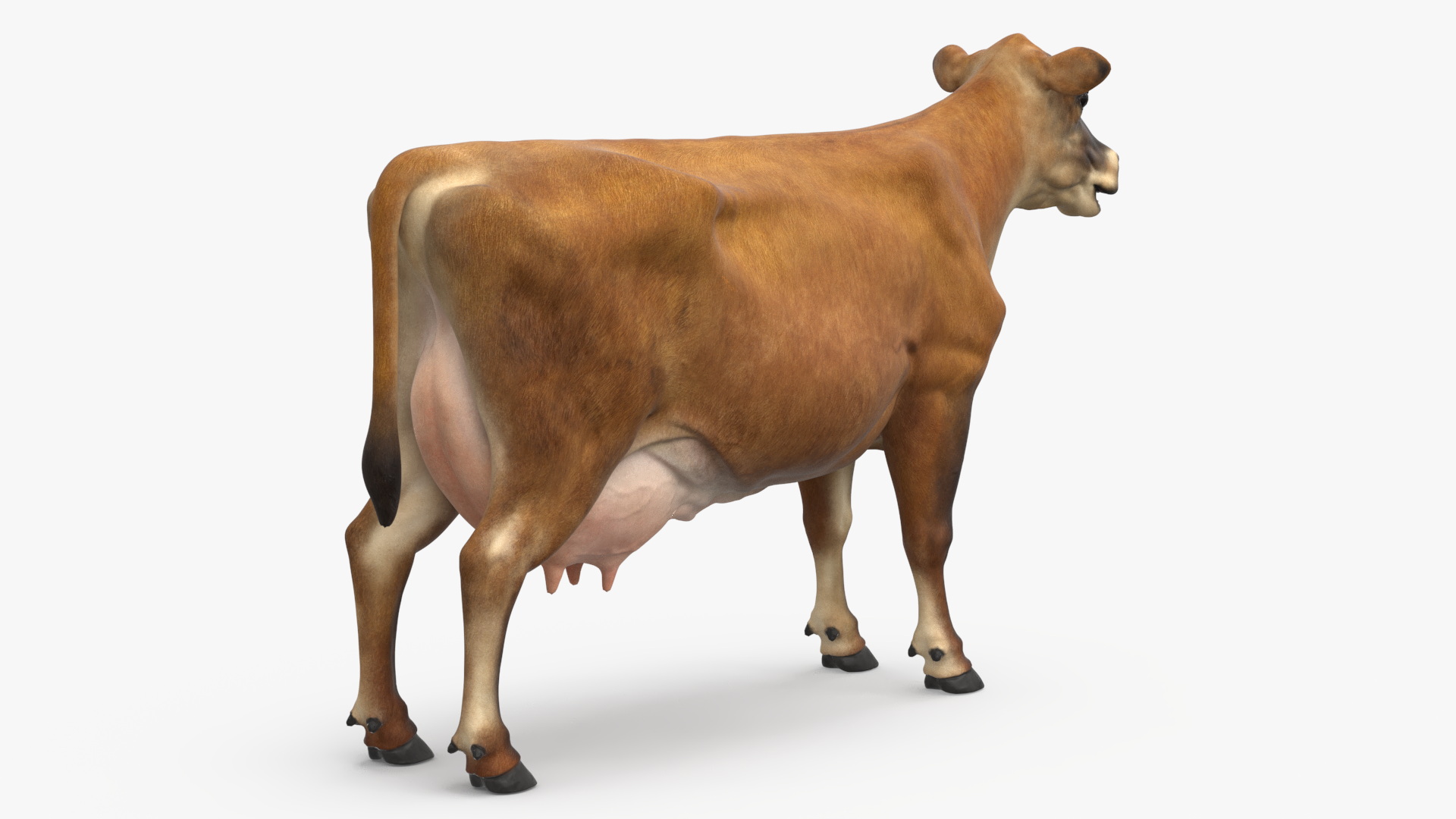 3D model Cattle Cow