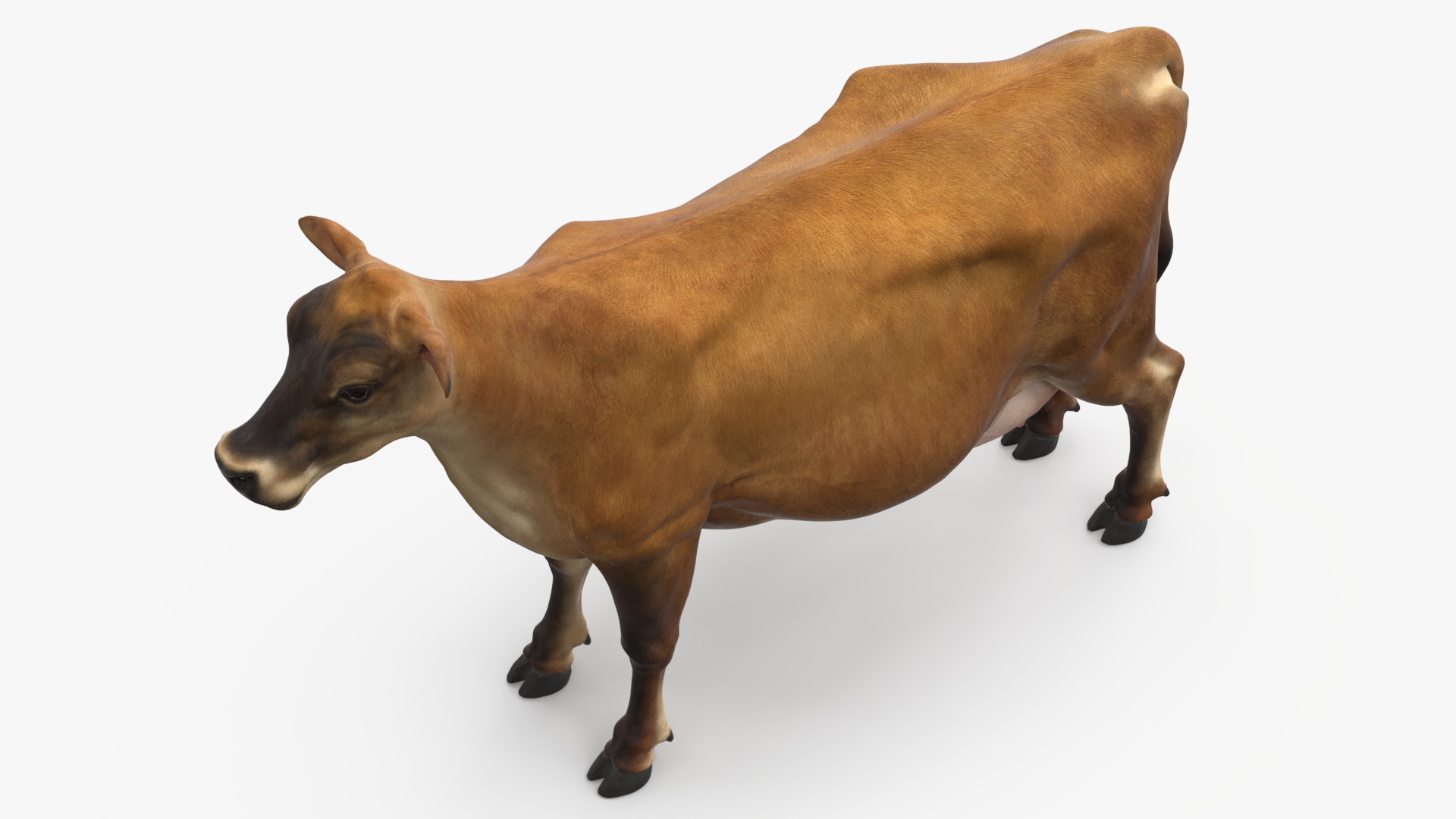 3D model Cattle Cow