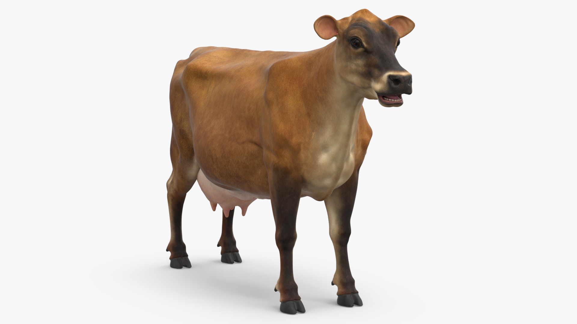 3D model Cattle Cow