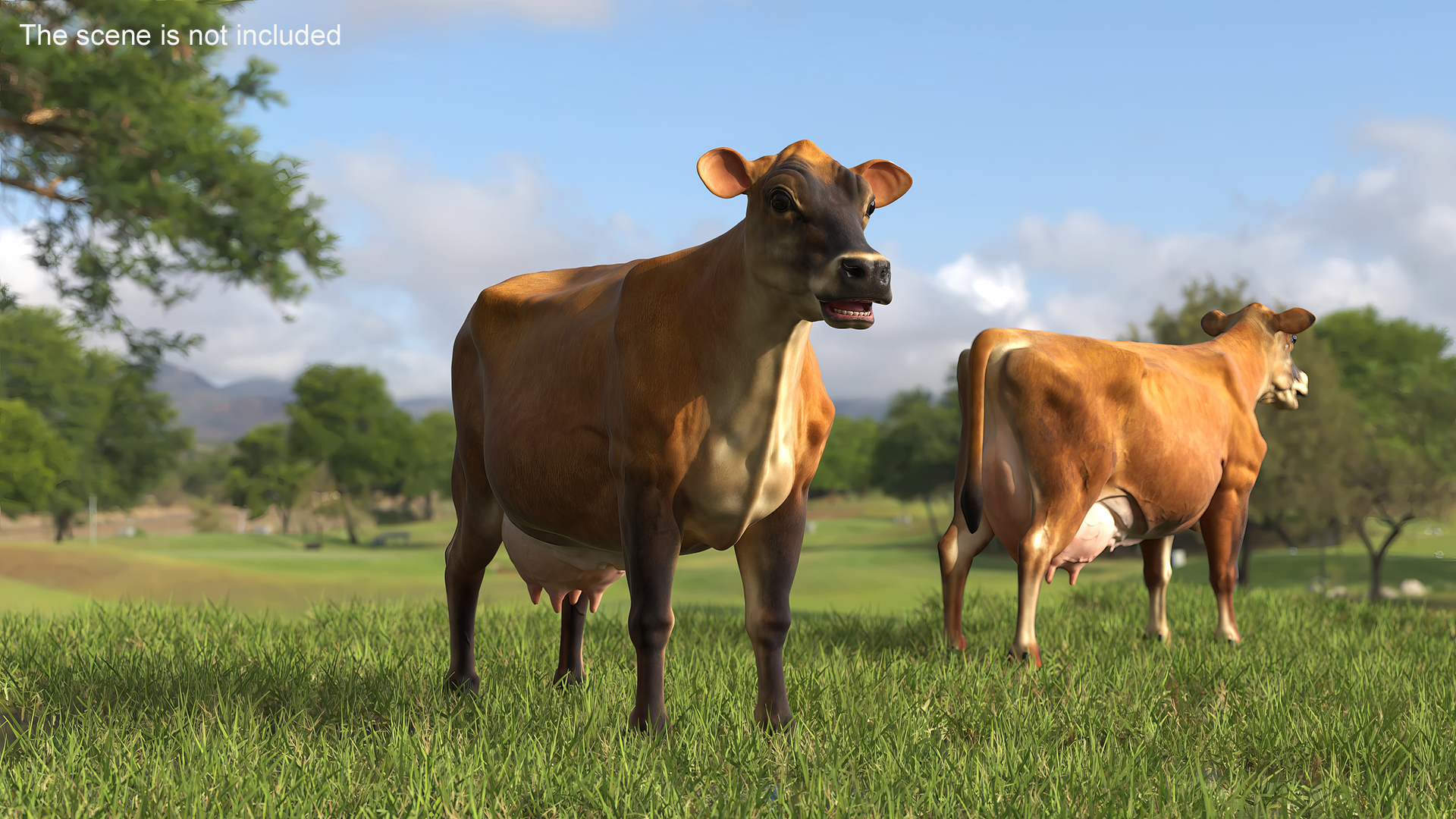 3D model Cattle Cow