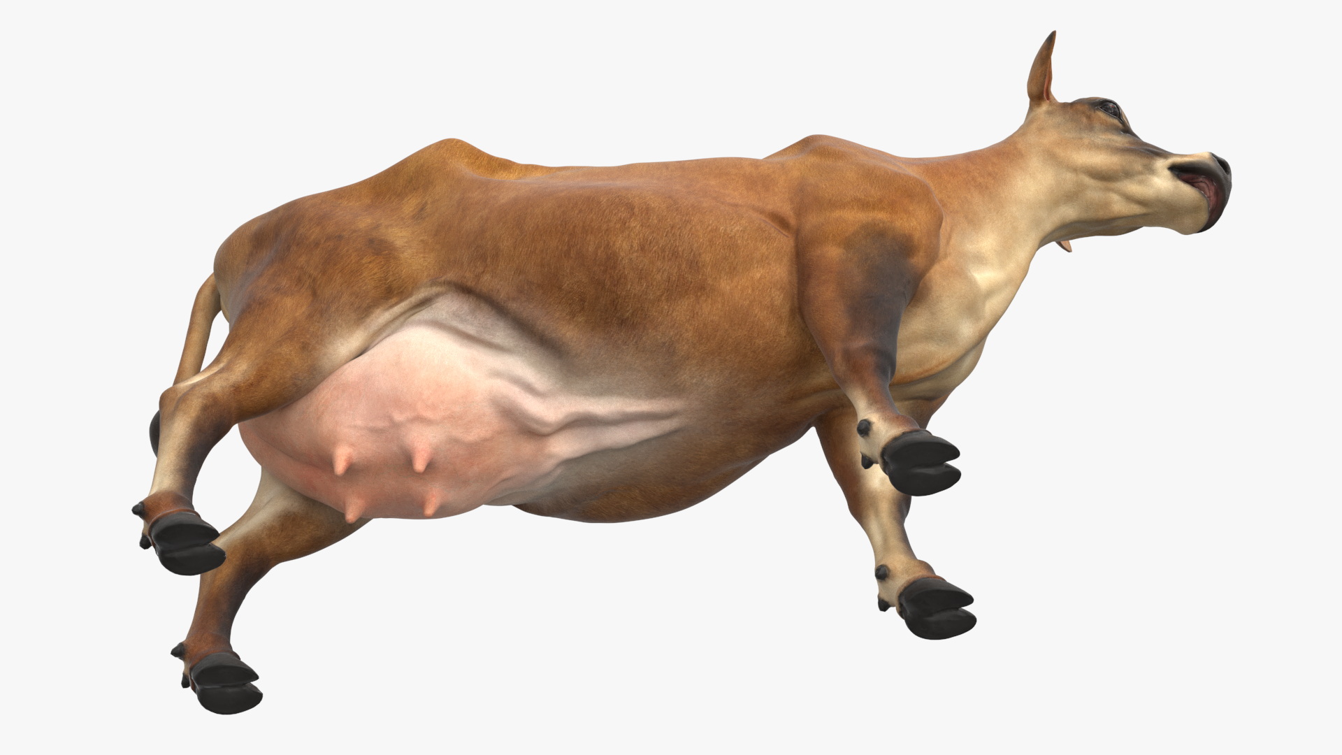 3D model Cattle Cow