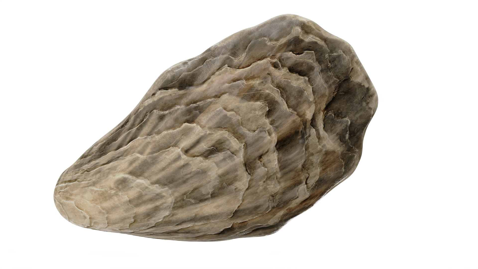 Closed Sea Oyster 3D