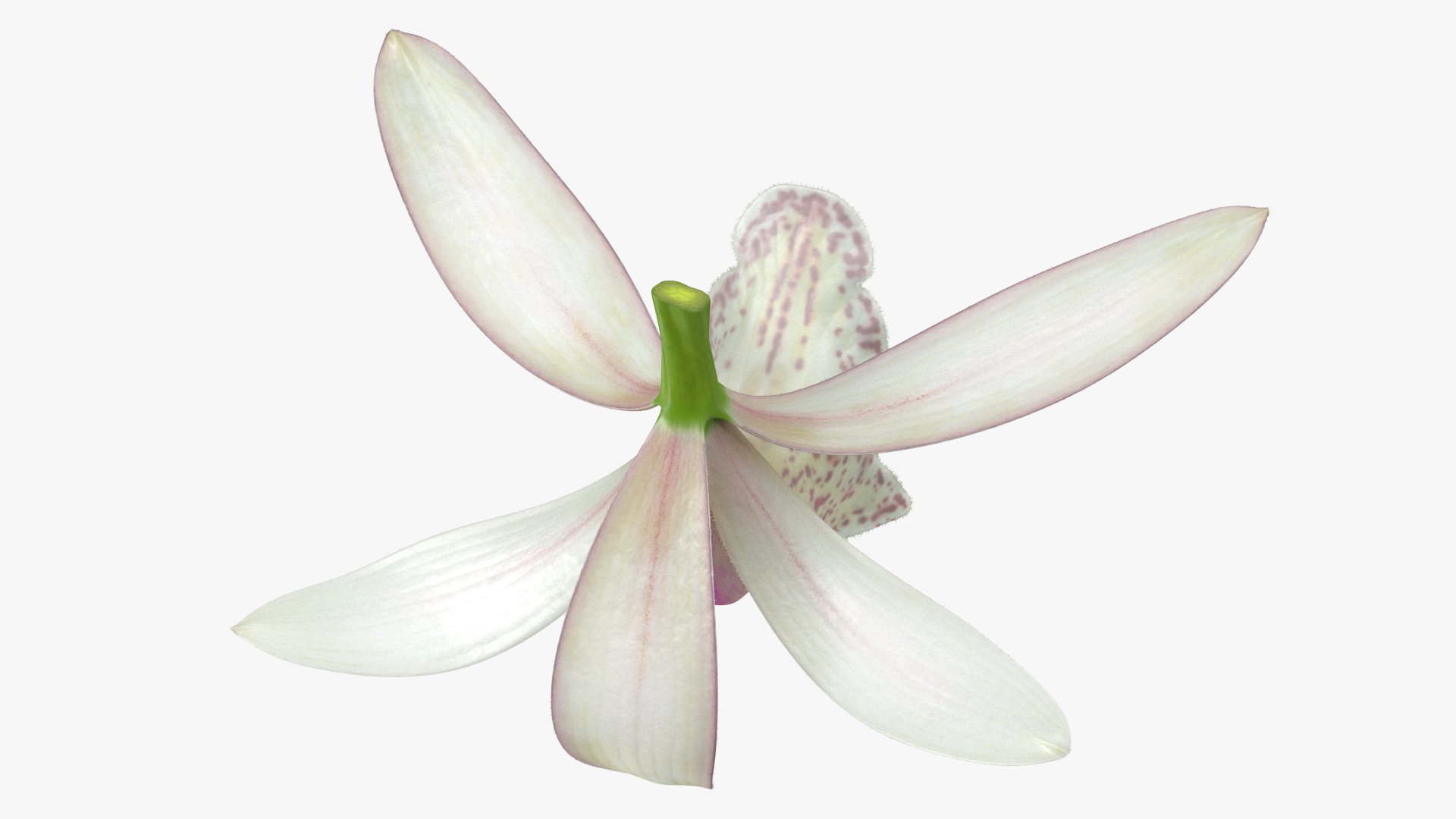 3D Orchid Flower White Fur model