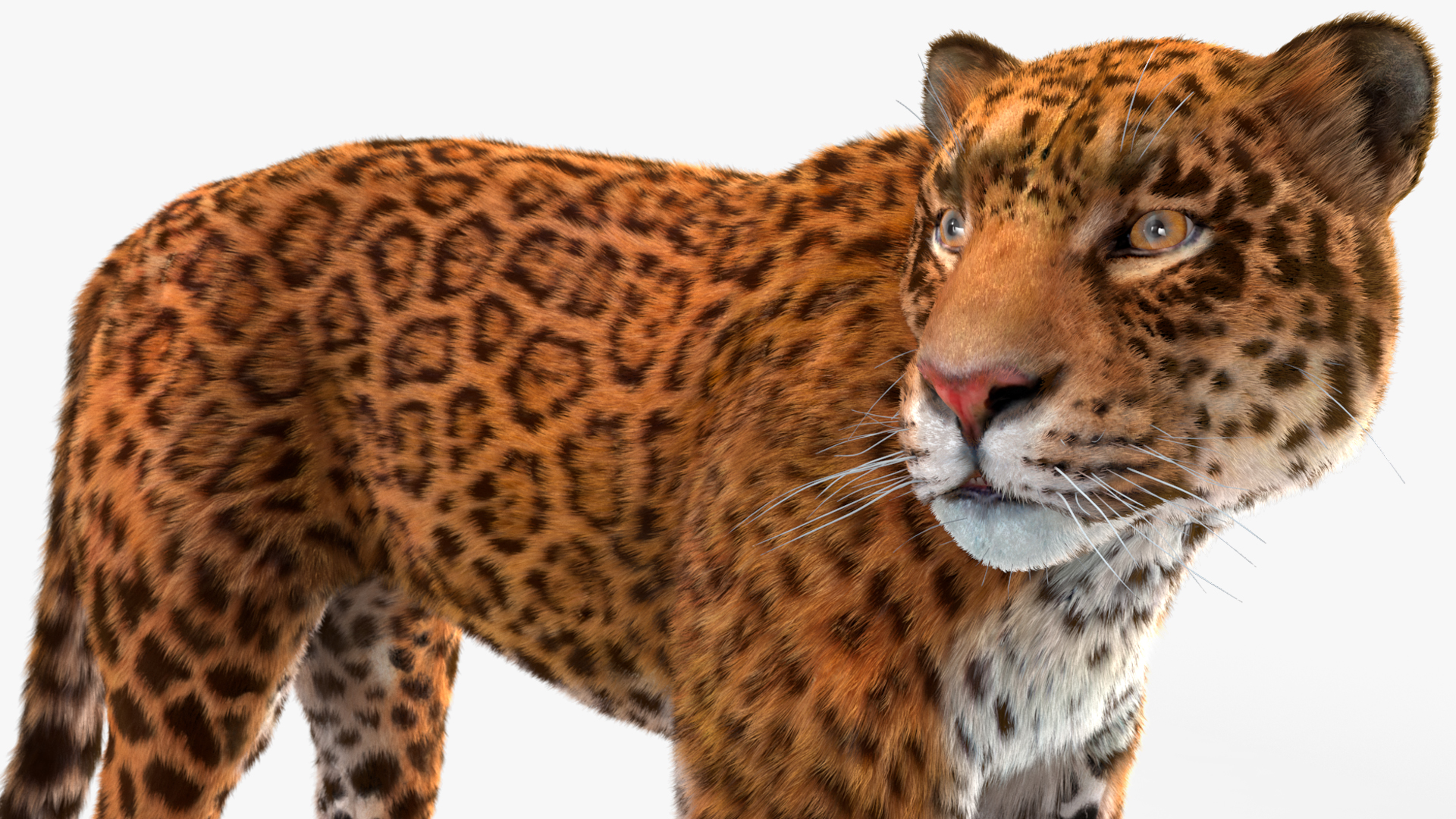 3D Jaguar Stand Pose Fur