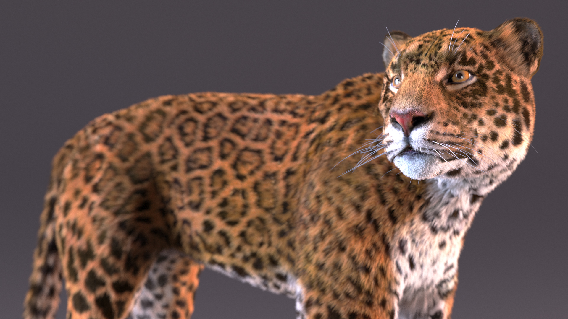 3D Jaguar Stand Pose Fur