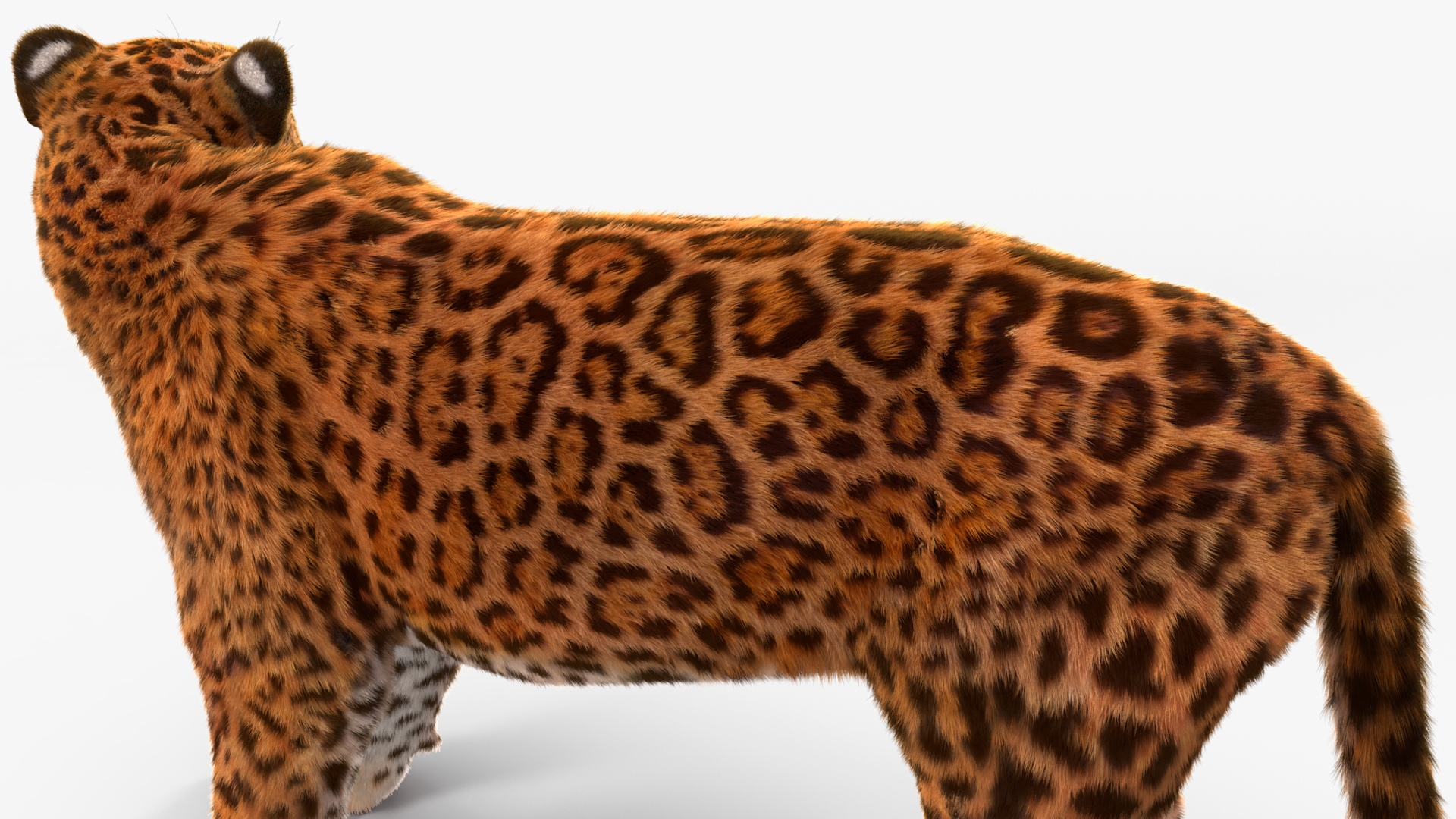 3D Jaguar Stand Pose Fur