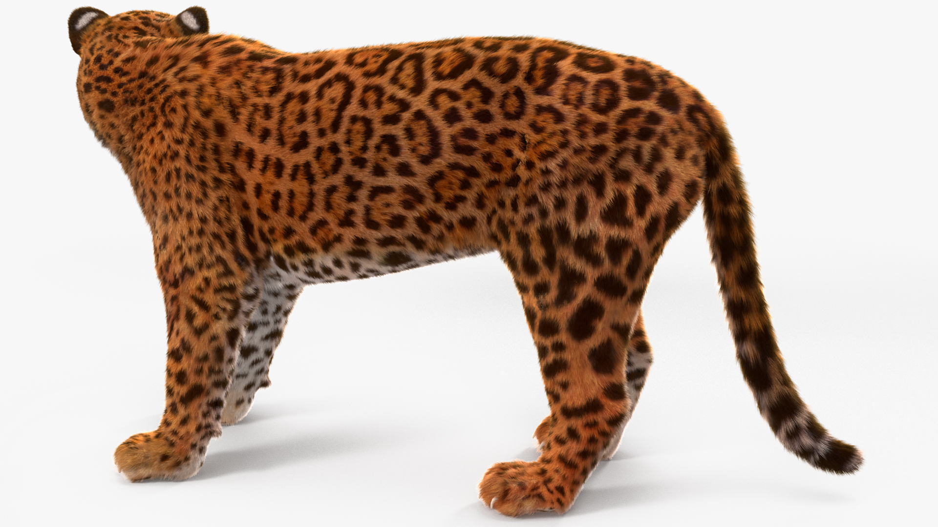 3D Jaguar Stand Pose Fur