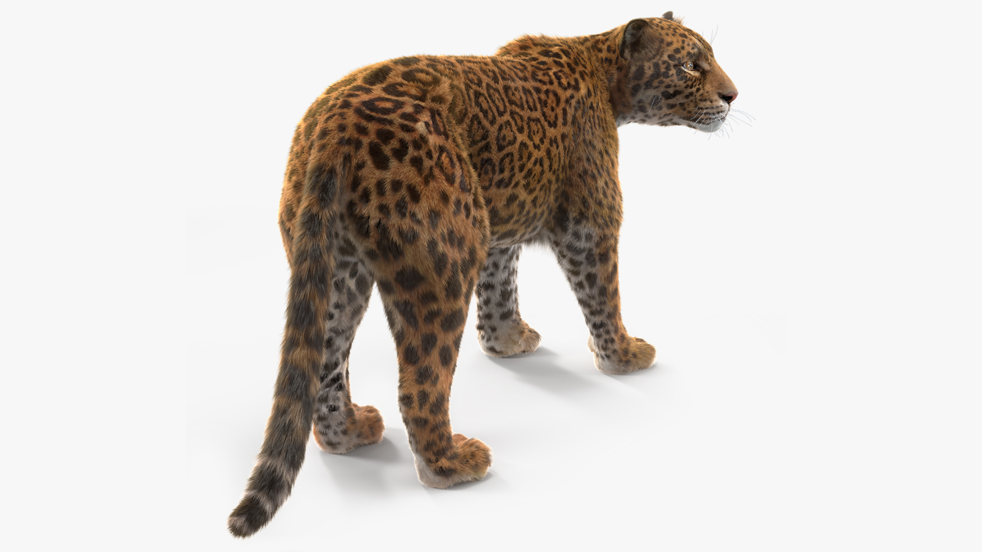 3D Jaguar Stand Pose Fur