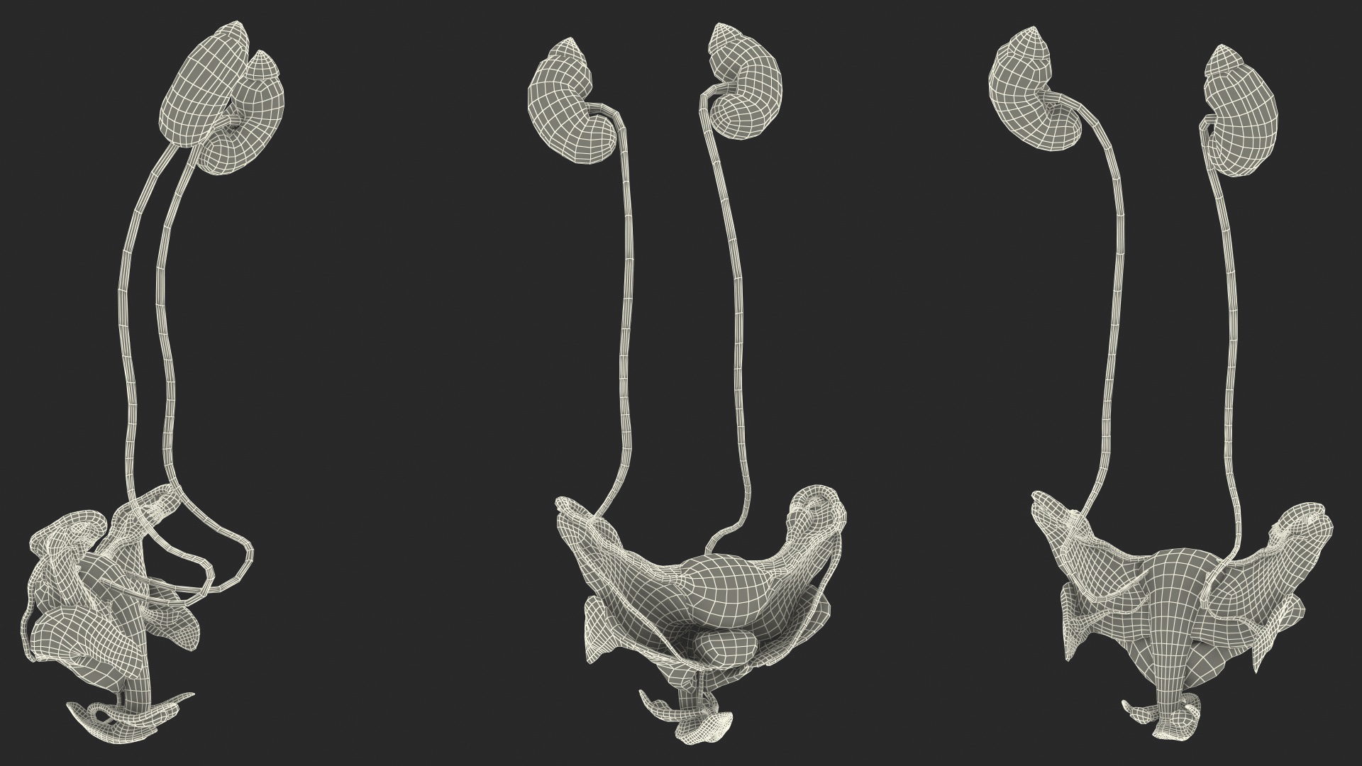 Girl Urogenital System 3D