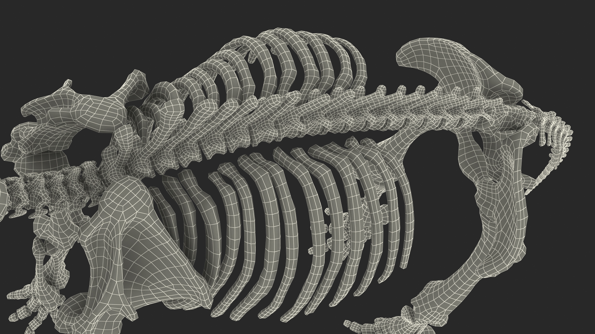 3D Adult Mammoth Clean Skeleton Shell Rigged