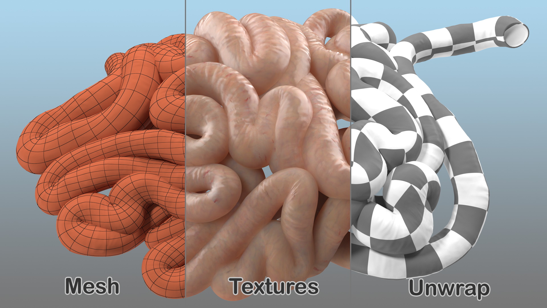 Human Small Intestines 3D