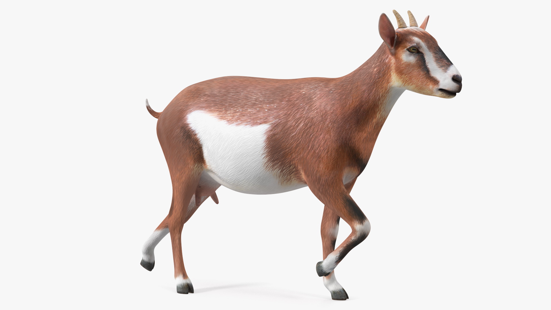 Walking Goat 3D