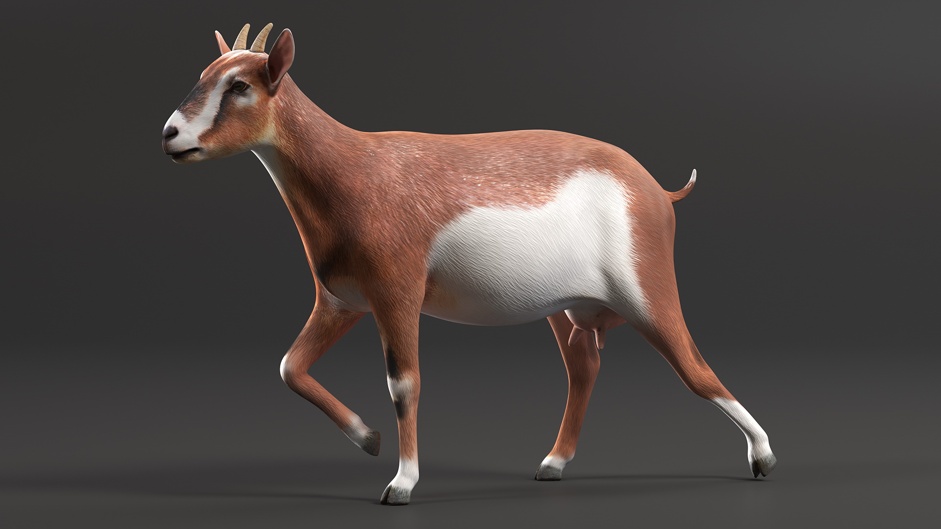 Walking Goat 3D