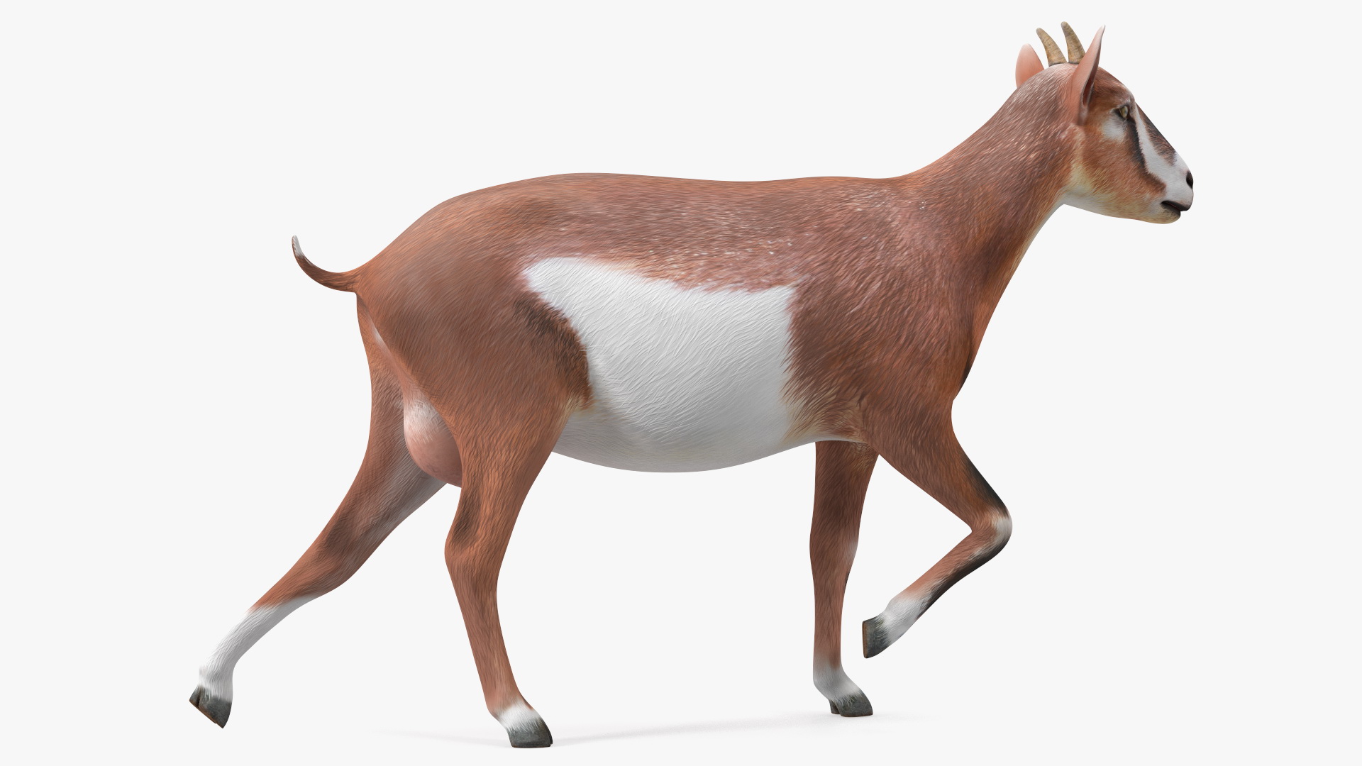 Walking Goat 3D