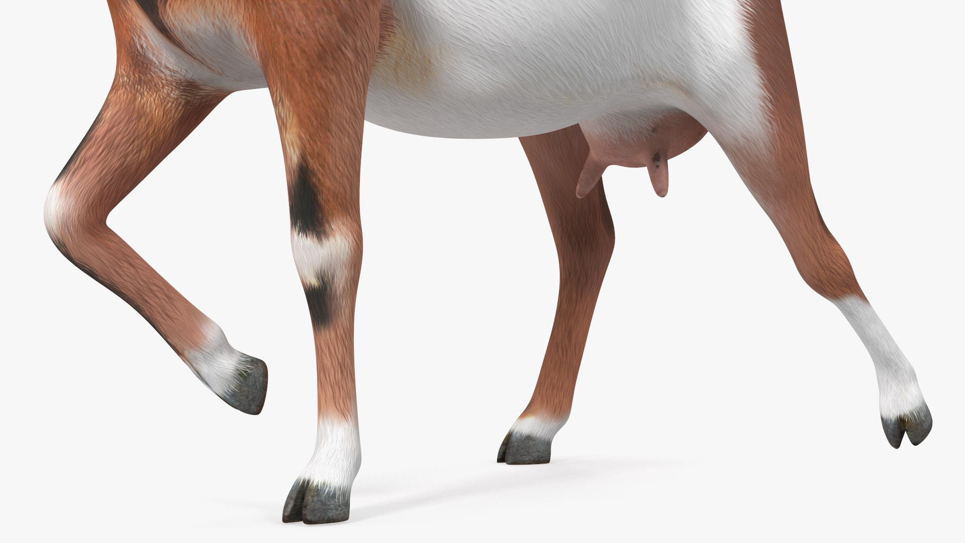 Walking Goat 3D