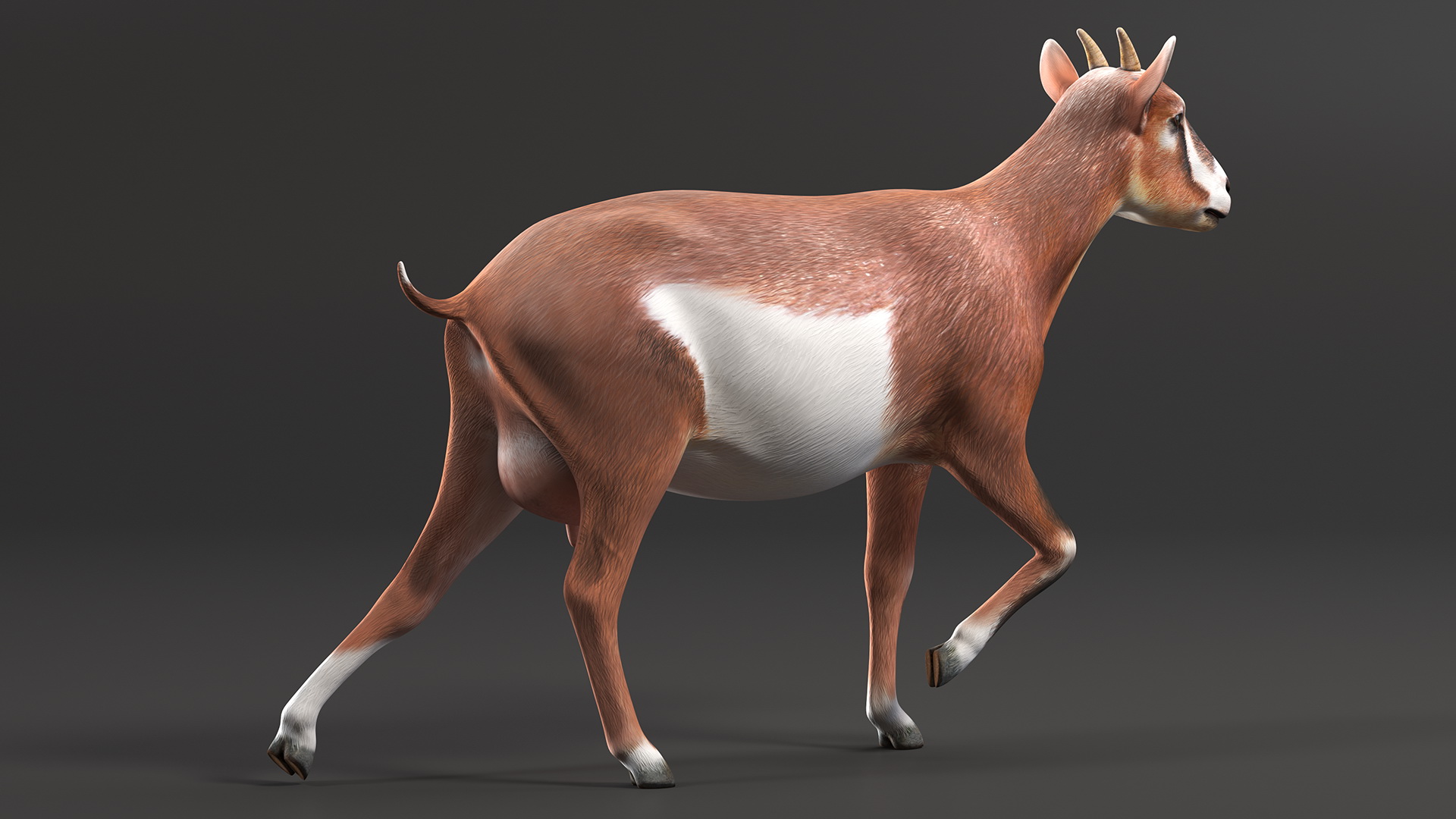 Walking Goat 3D