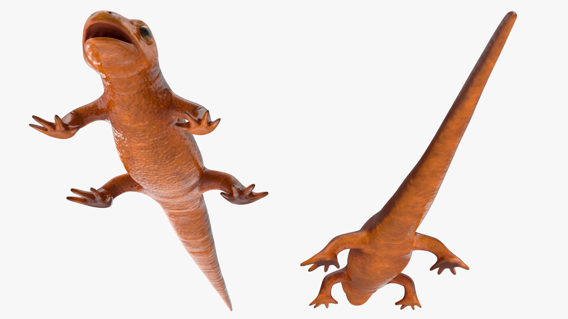 3D model California Newt