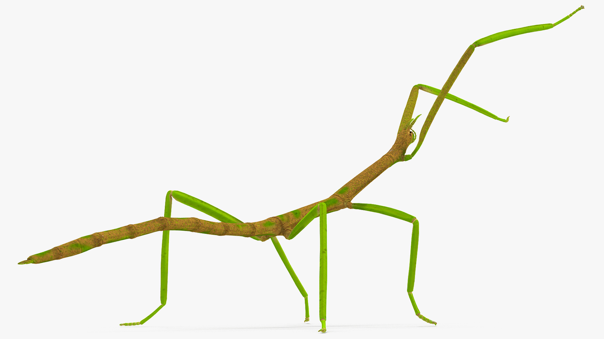 3D Phasmatodea Stick Insect Attack