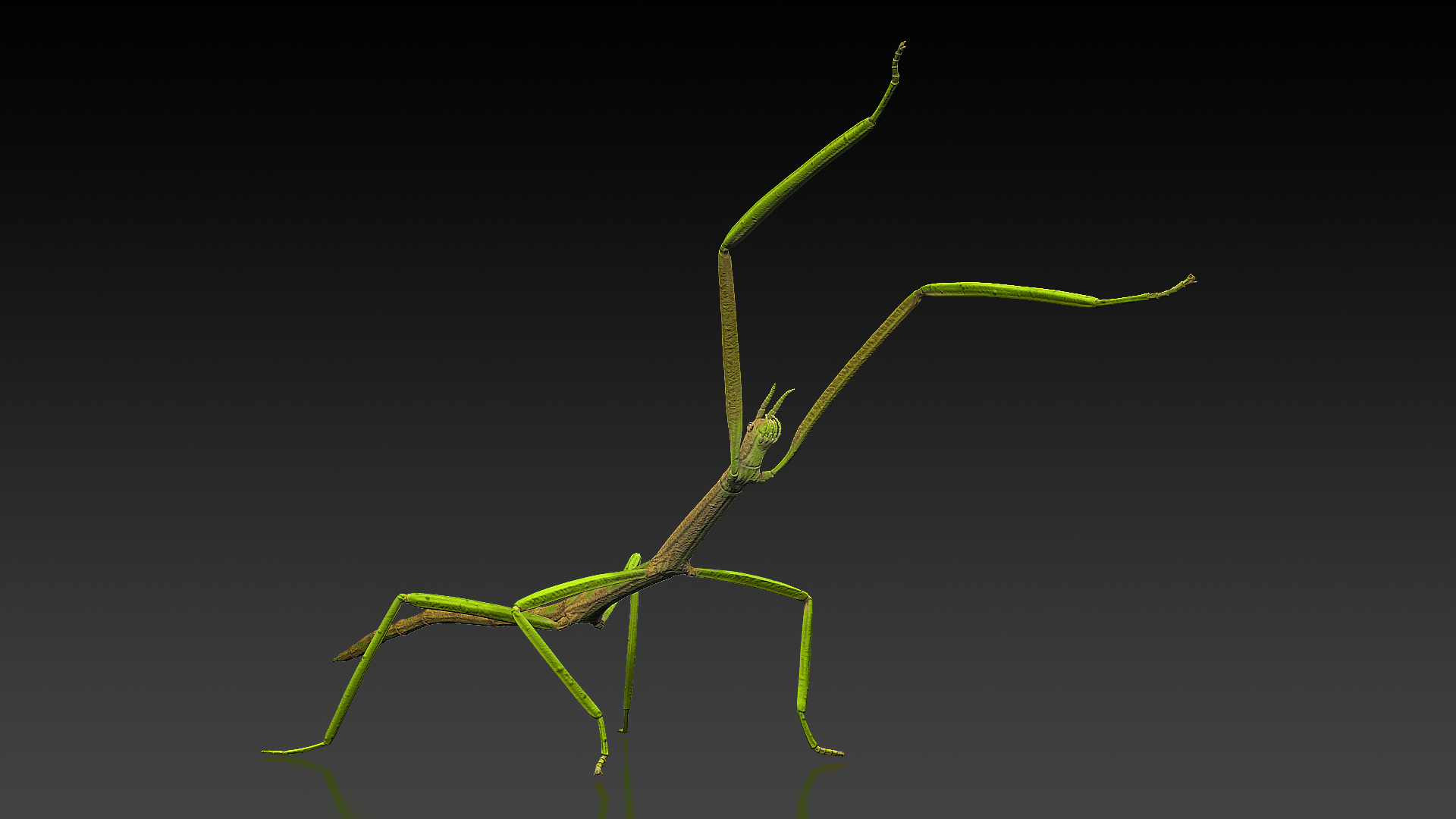 3D Phasmatodea Stick Insect Attack