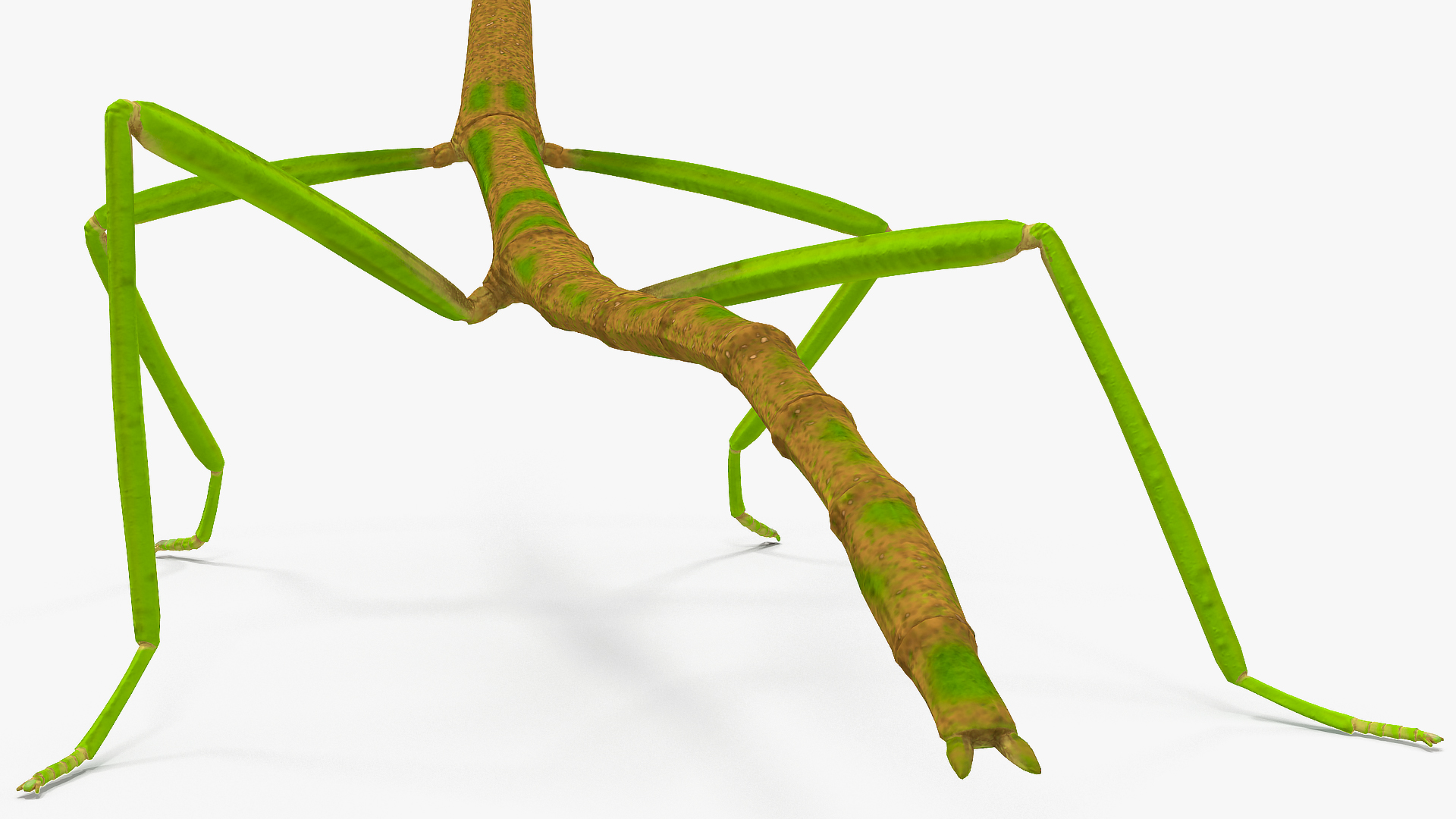 3D Phasmatodea Stick Insect Attack