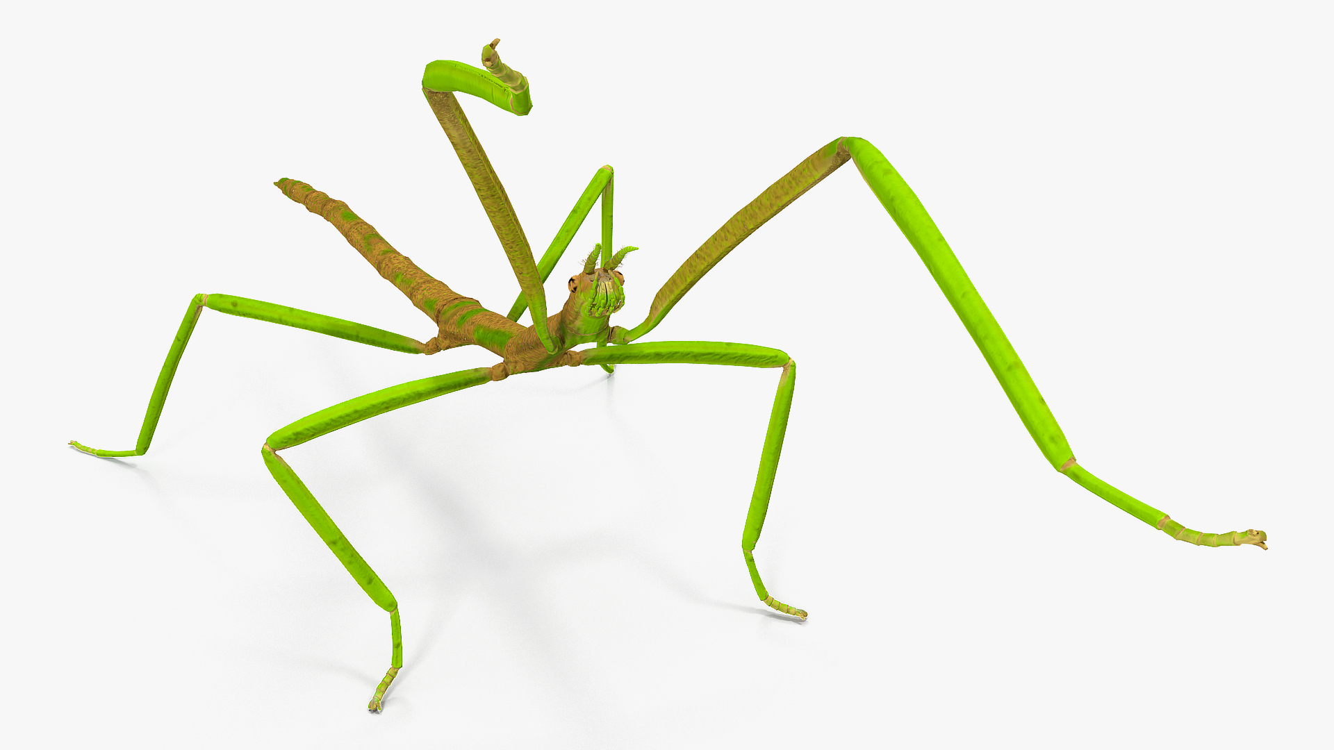 3D Phasmatodea Stick Insect Attack