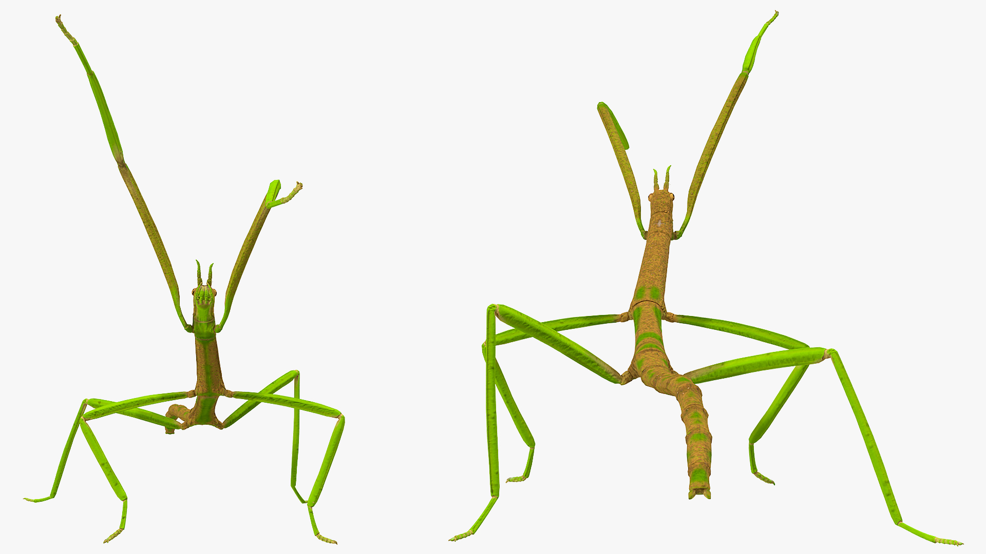 3D Phasmatodea Stick Insect Attack