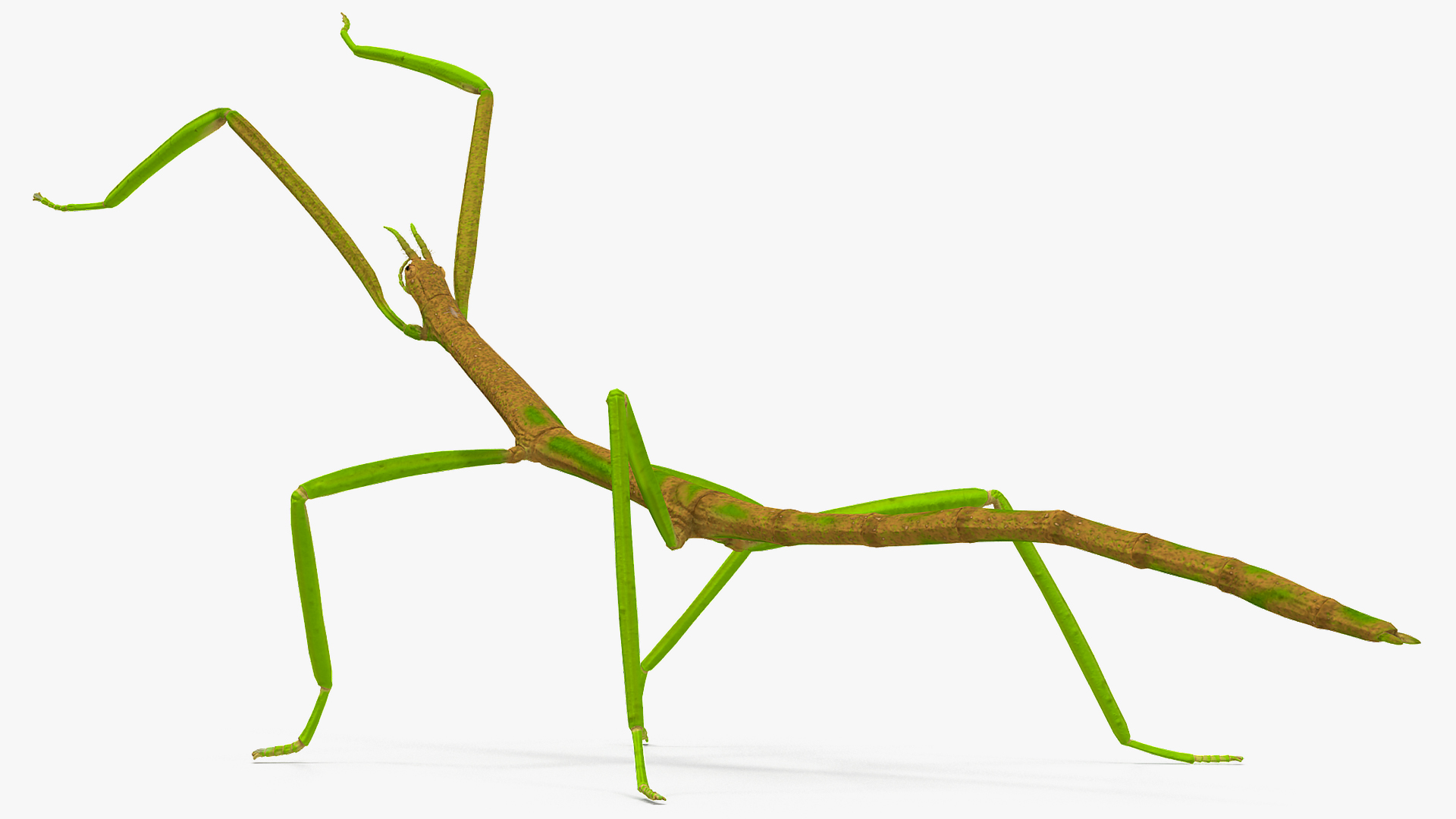 3D Phasmatodea Stick Insect Attack