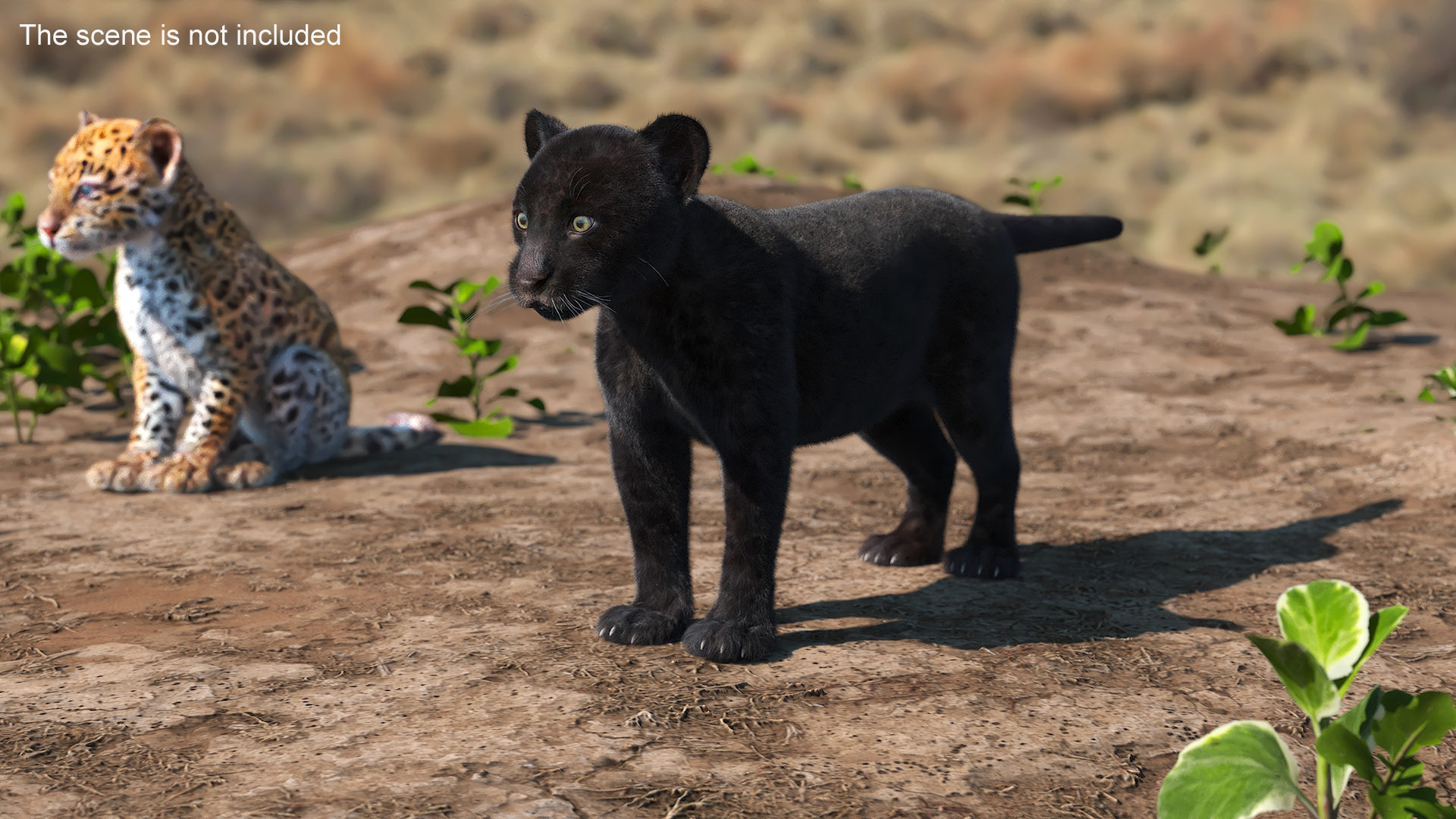 Panther Cub Fur Rigged 3D