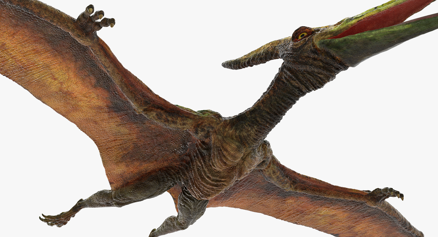 Pteranodon Flying Carnivorous Reptile Rigged 3D model