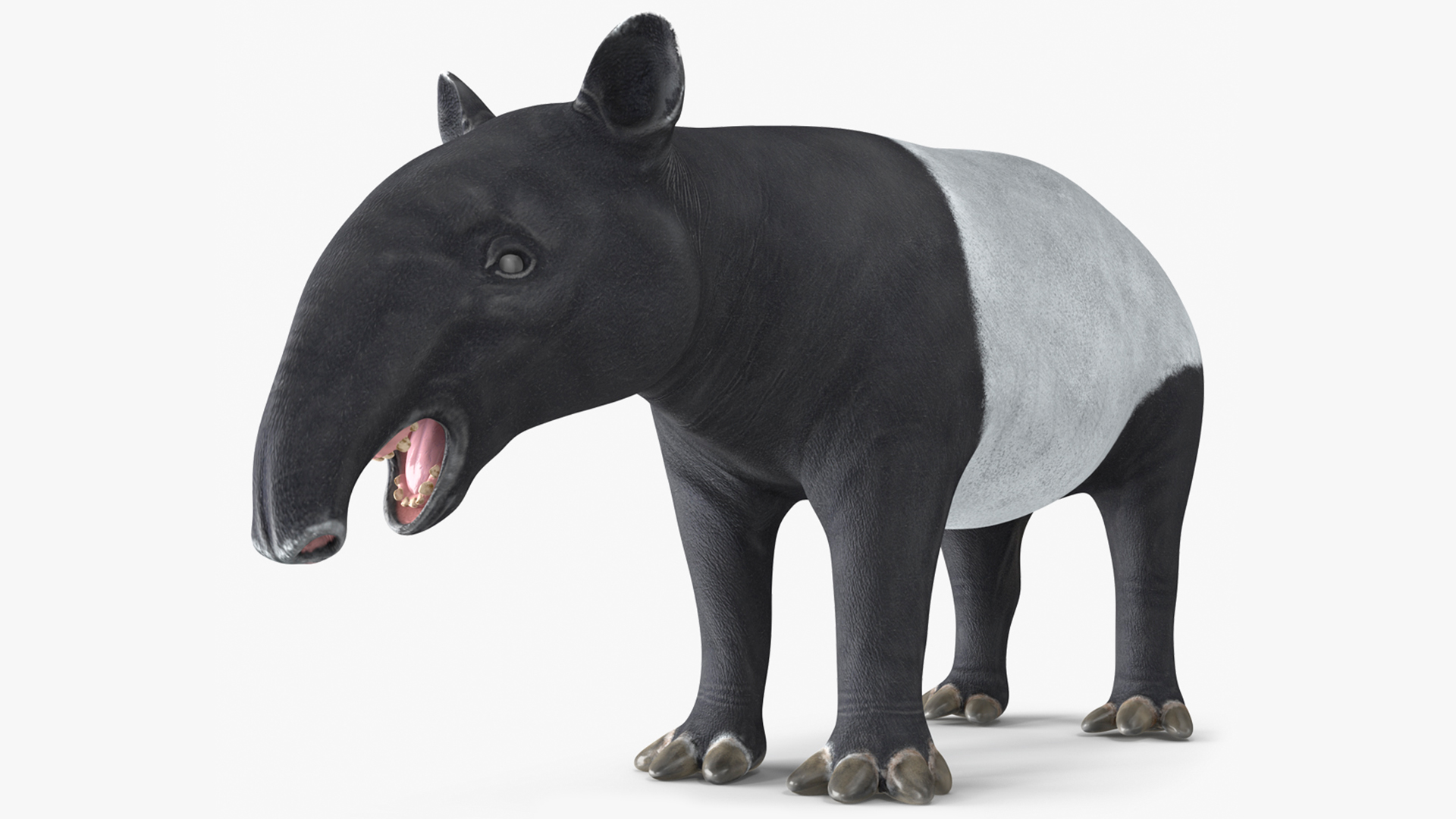 Tapir Rigged 3D