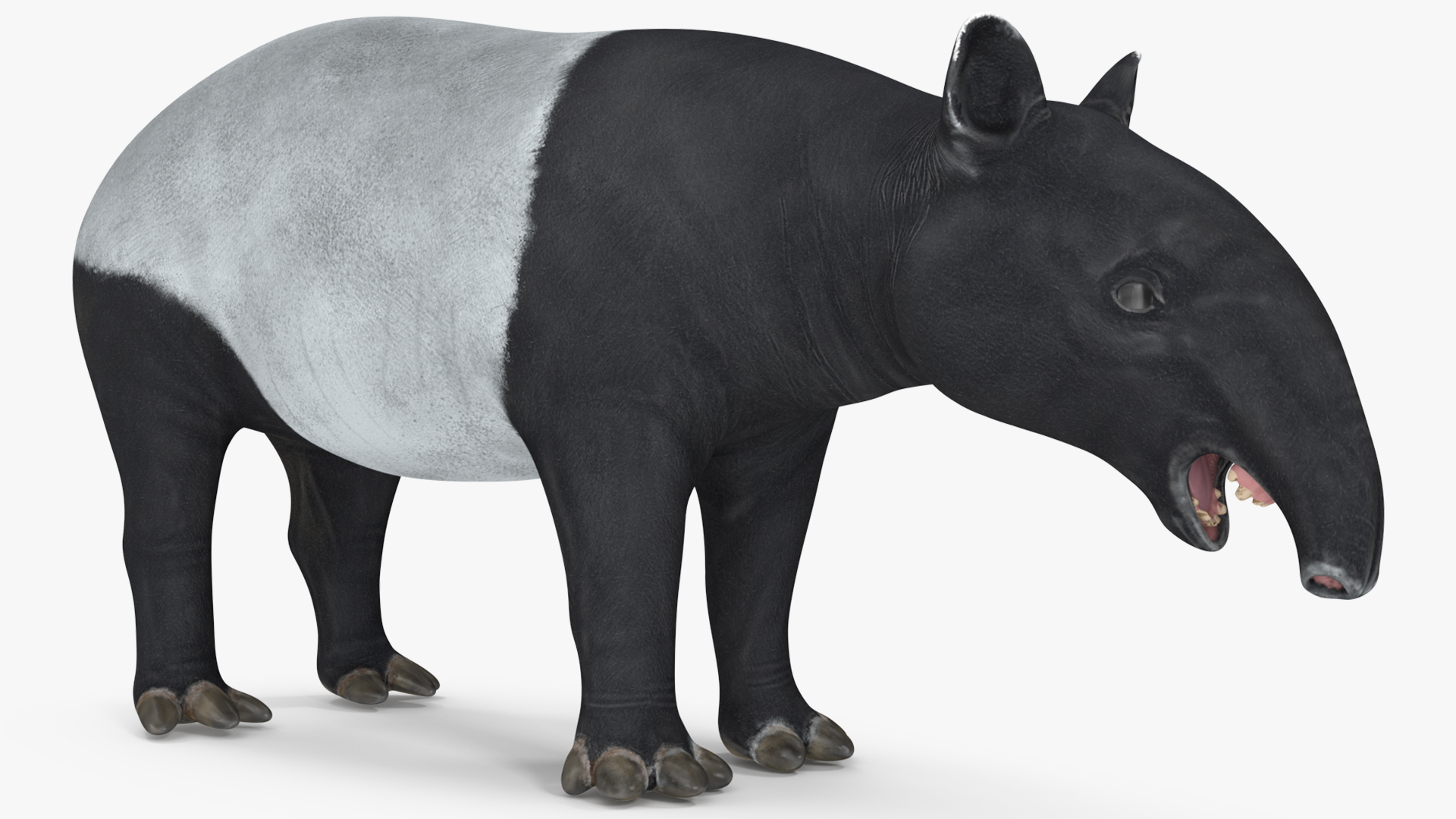 Tapir Rigged 3D