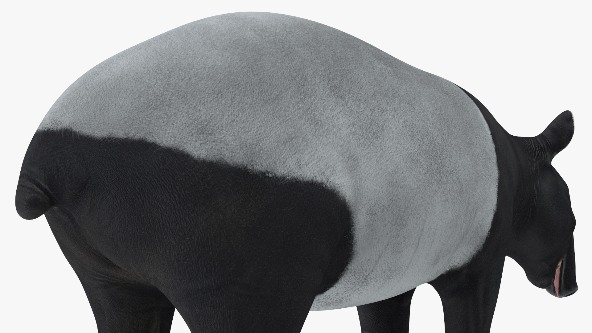 Tapir Rigged 3D