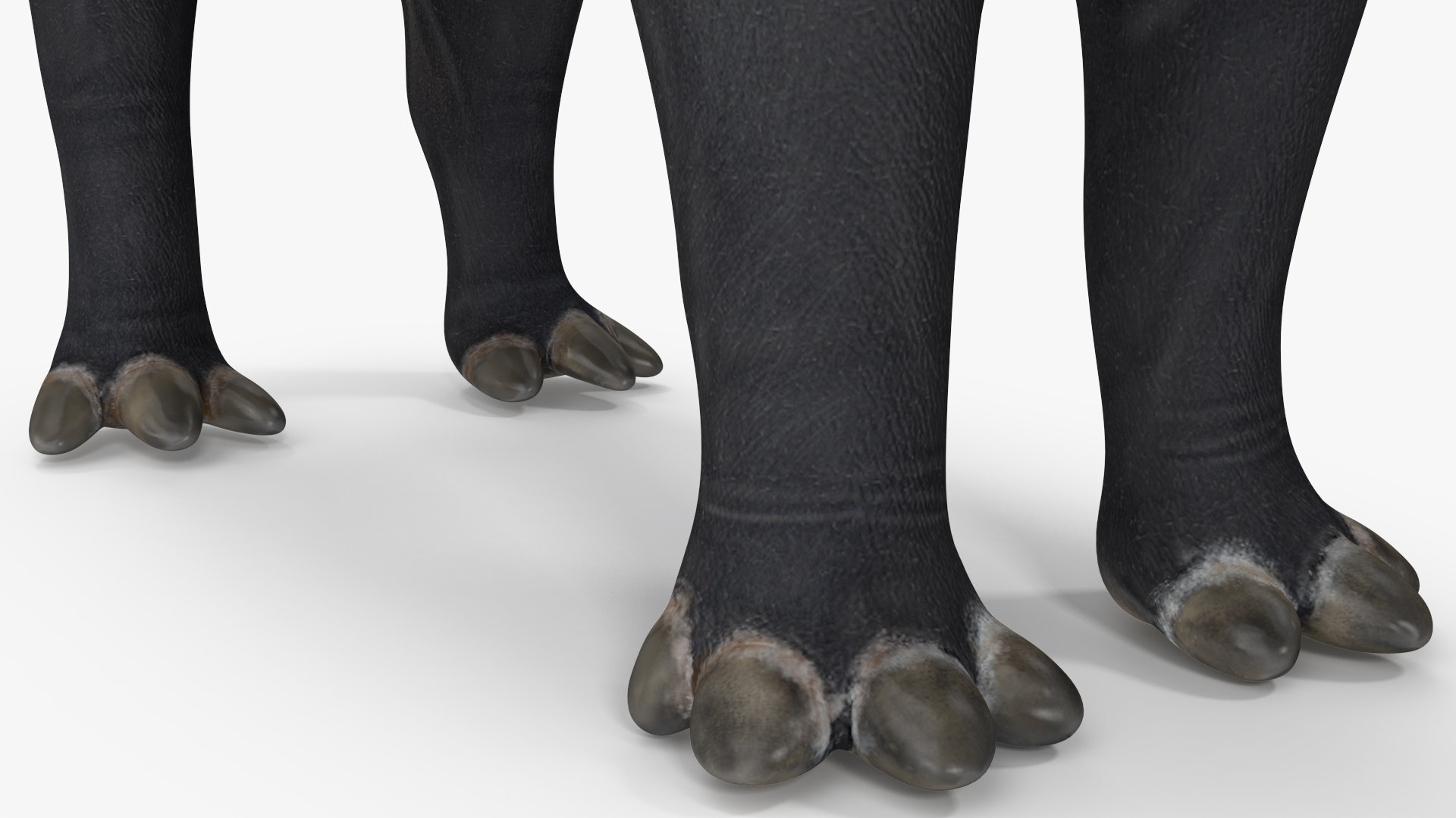 3D Tapir Rigged for Cinema 4D