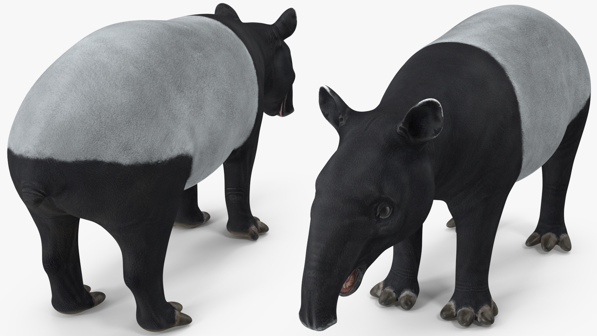 Tapir Rigged 3D