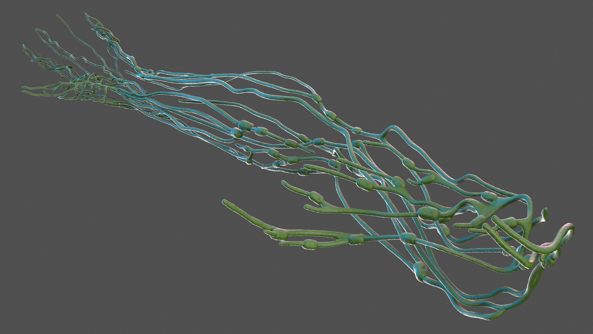 3D Human Arm Lymphatic System