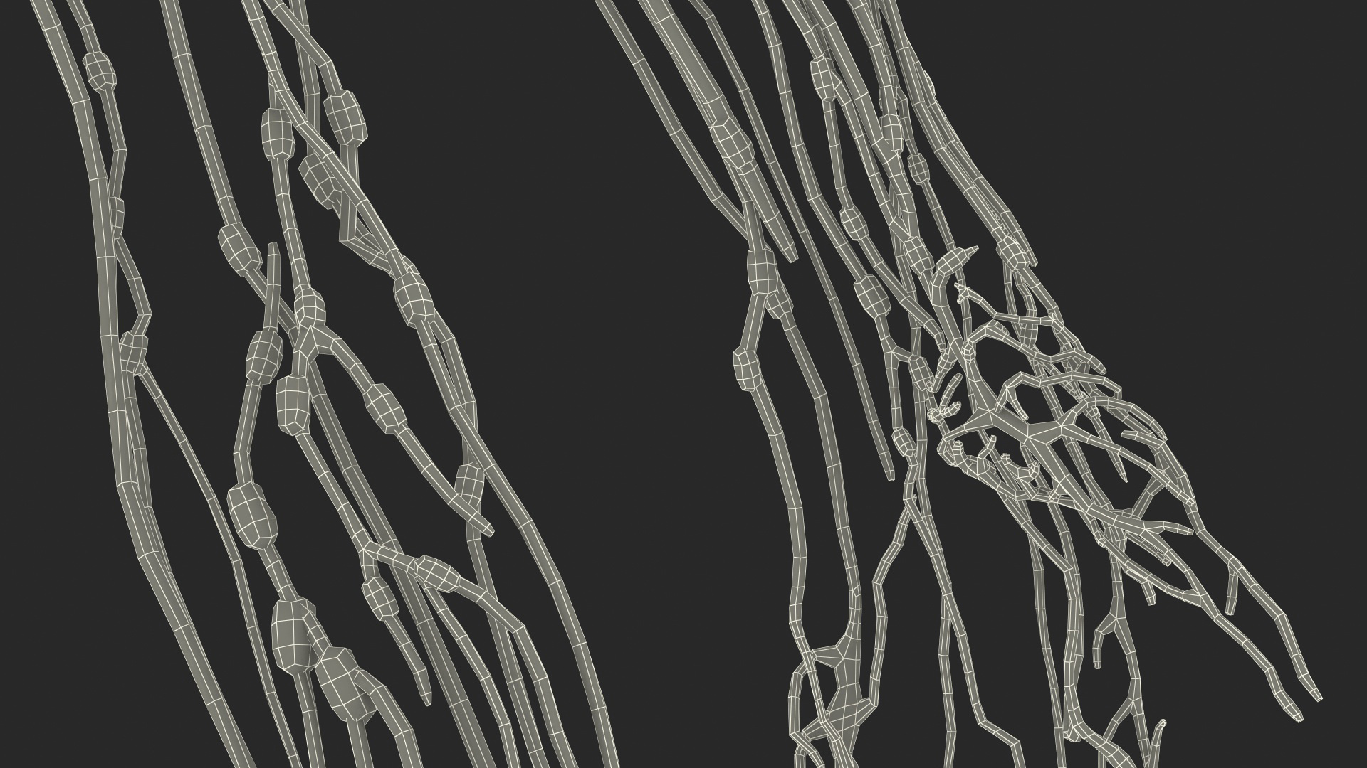 3D Human Arm Lymphatic System