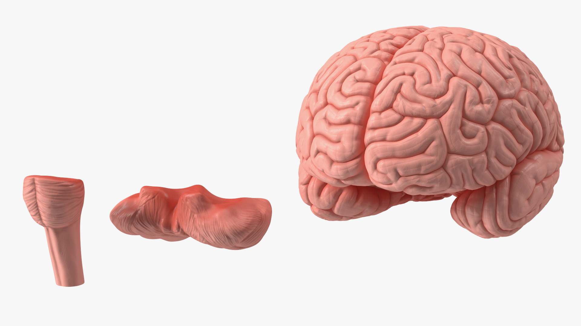 3D Human Brain Plastic Model for 3D Print model