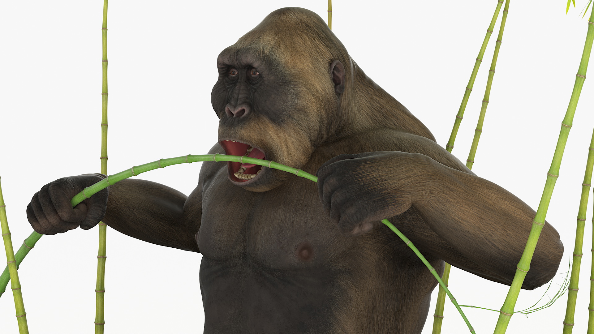 Big Ape Gigantopithecus Eats Bamboo Plants 3D