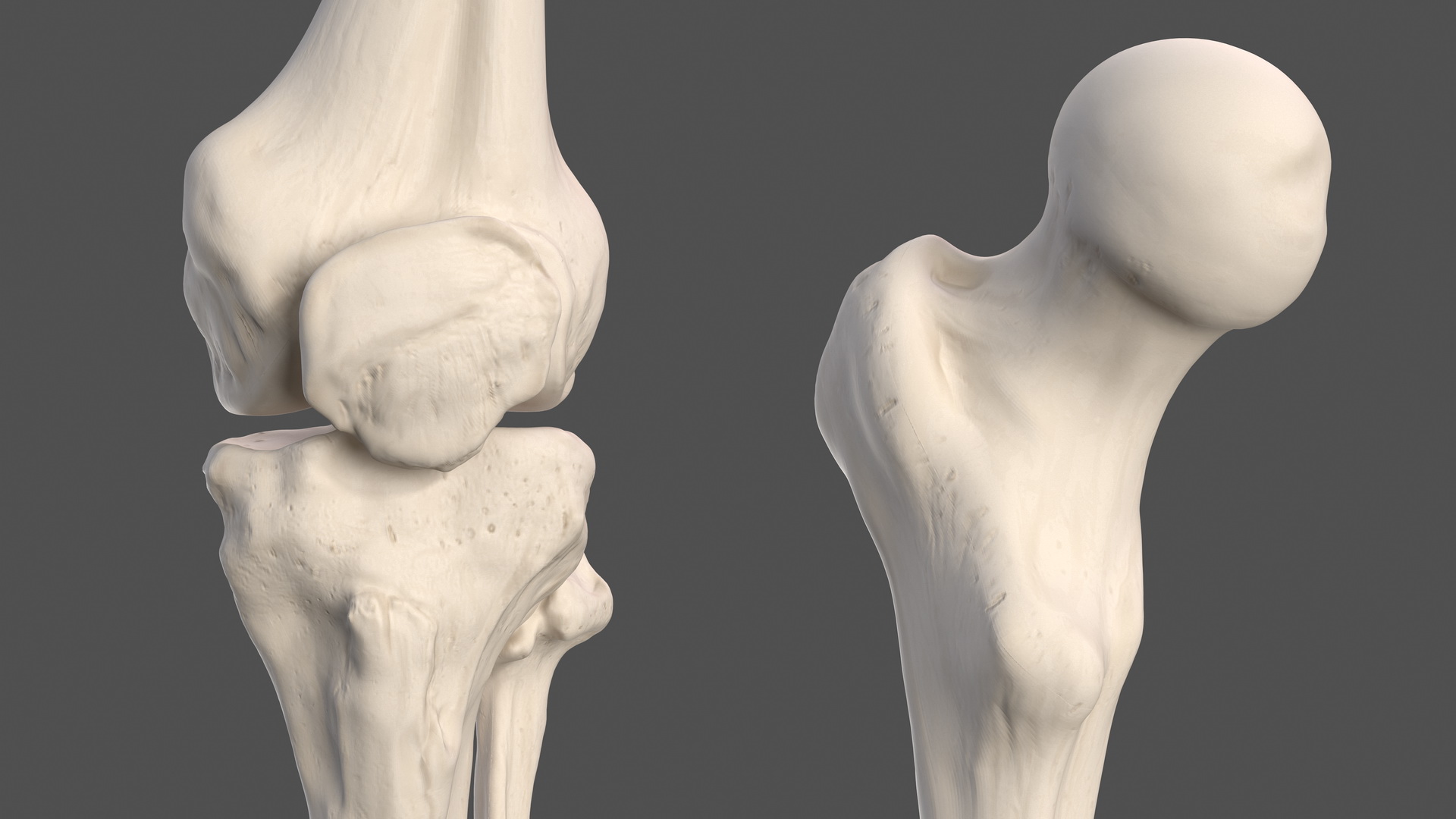 3D Male Leg Full Anatomy