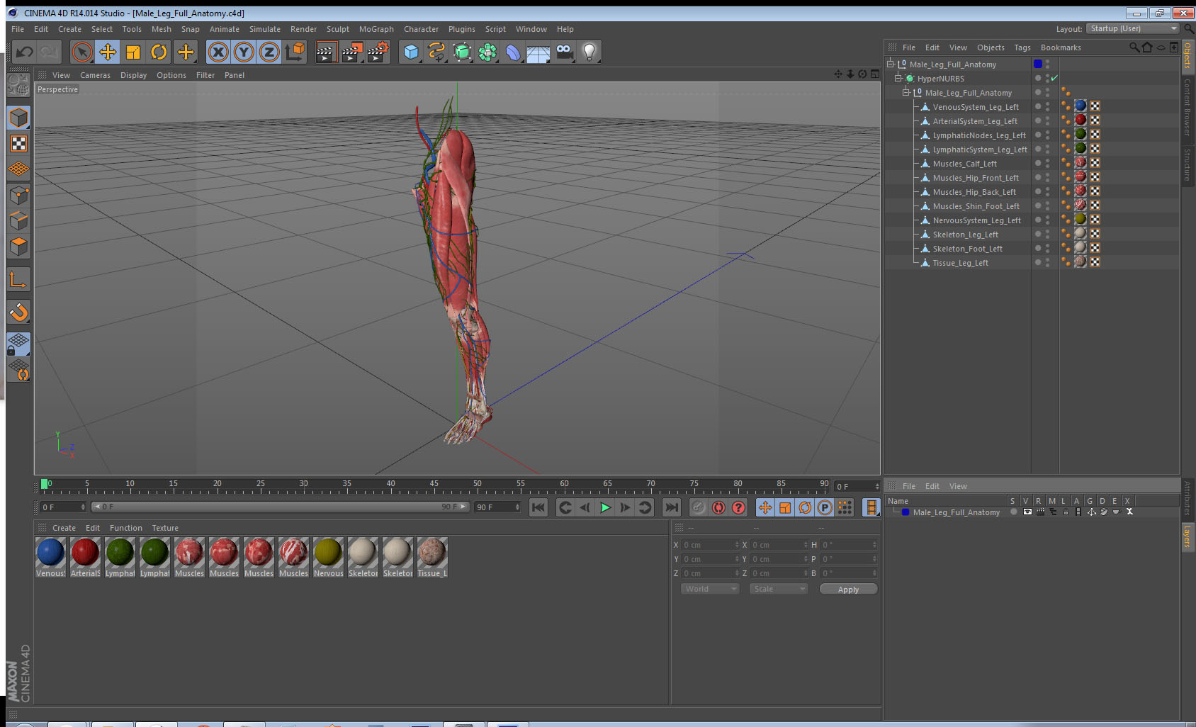 3D Male Leg Full Anatomy