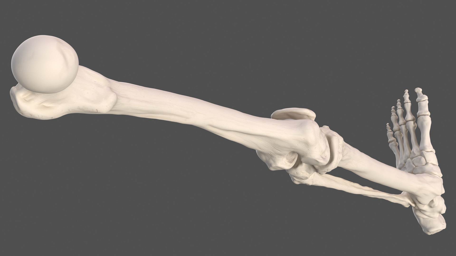 3D Male Leg Full Anatomy