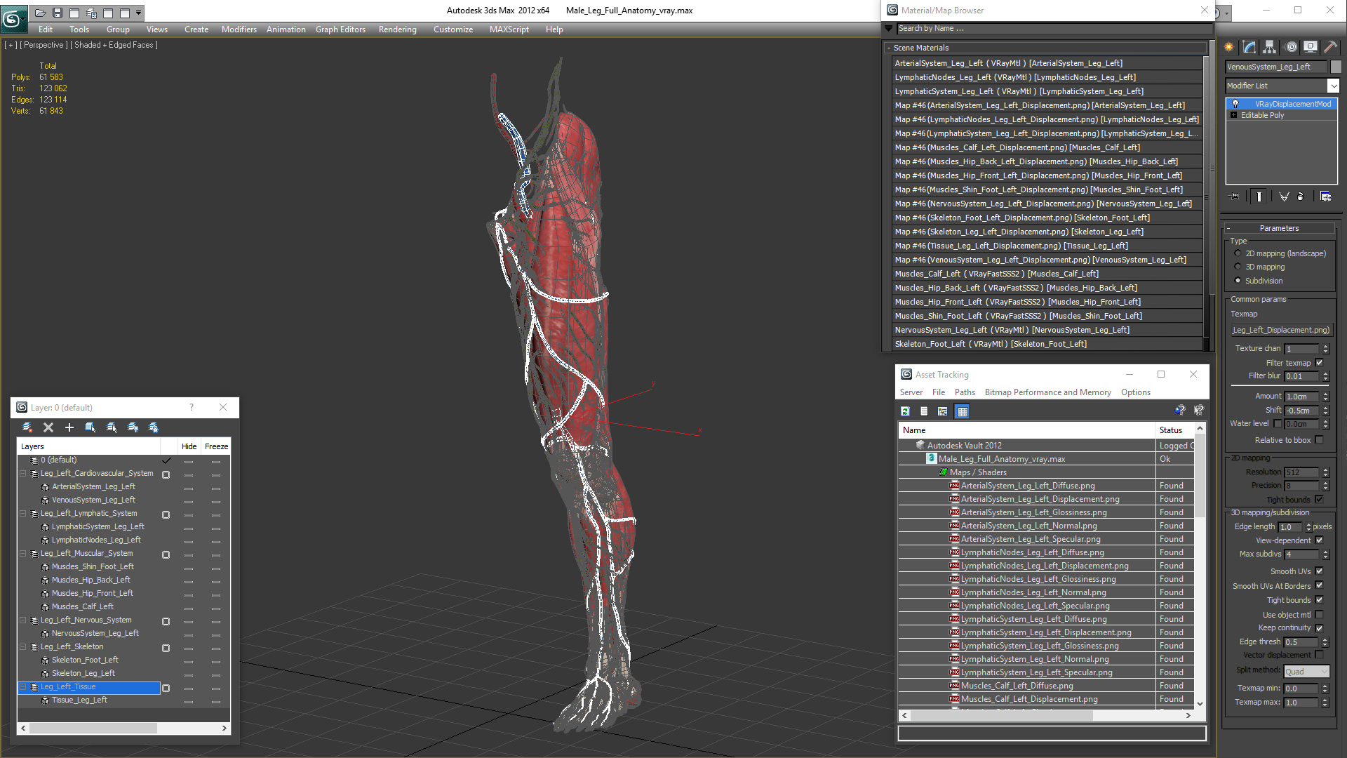 3D Male Leg Full Anatomy