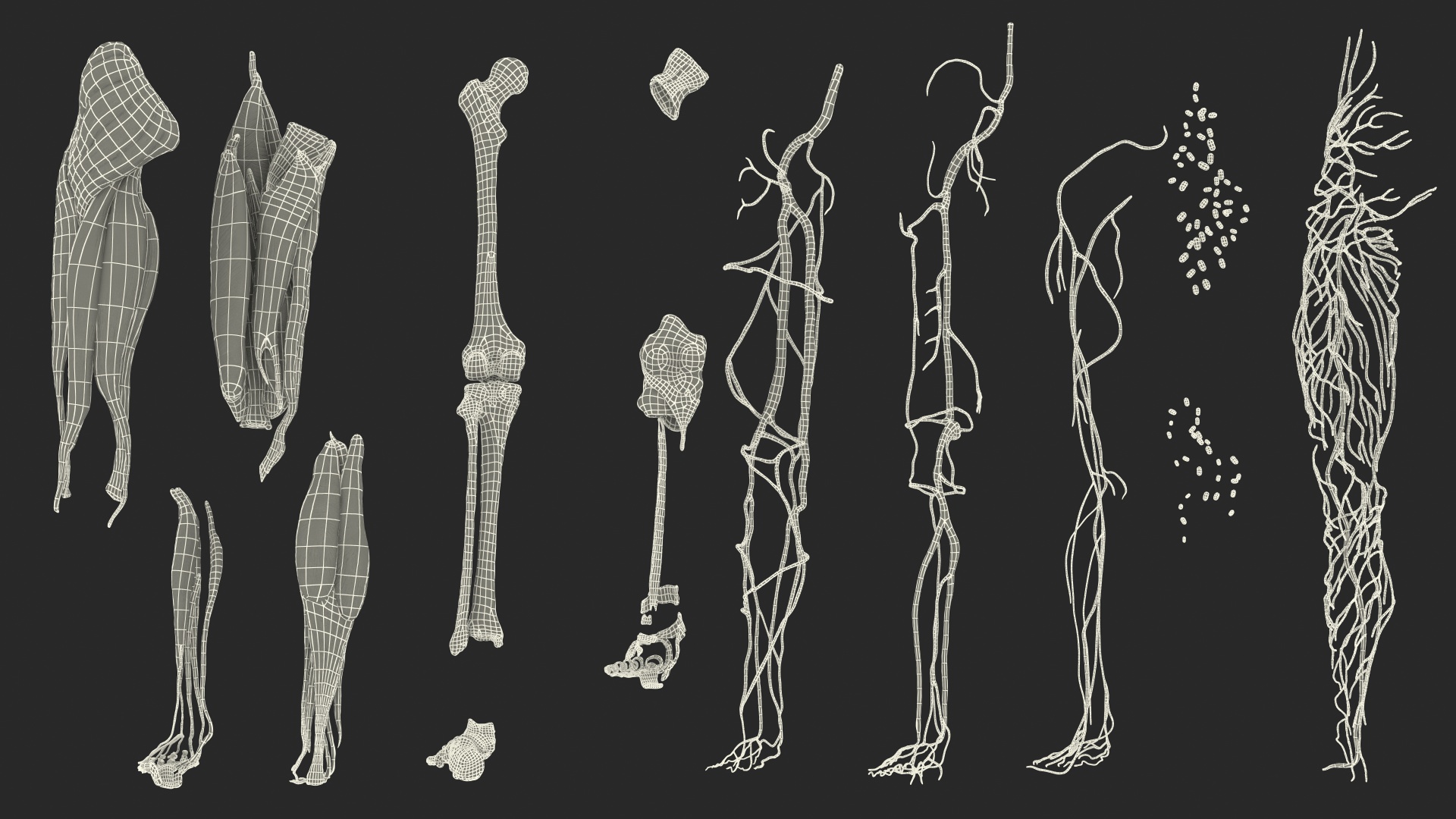 3D Male Leg Full Anatomy