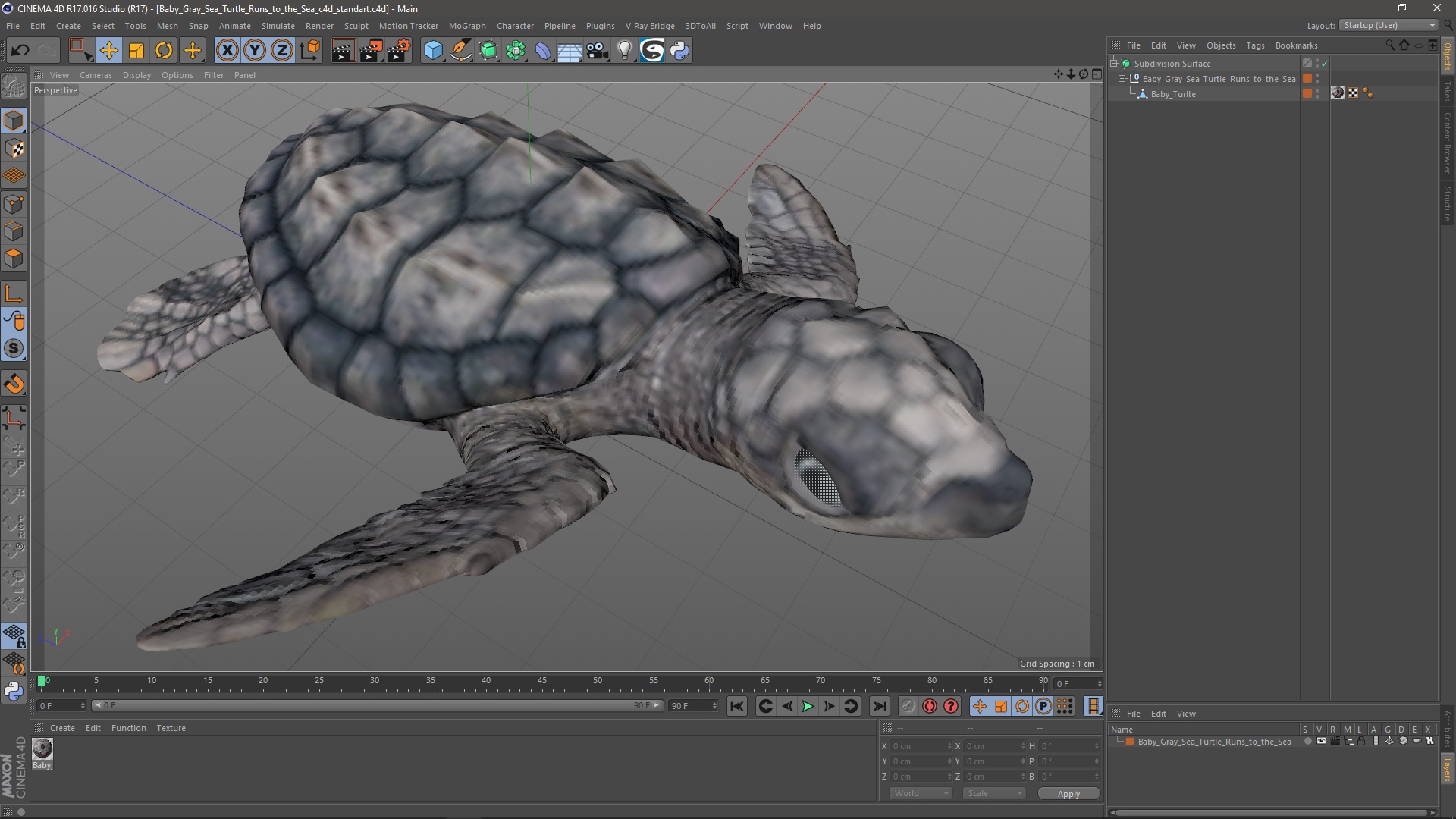 3D Baby Gray Sea Turtle Runs to the Sea