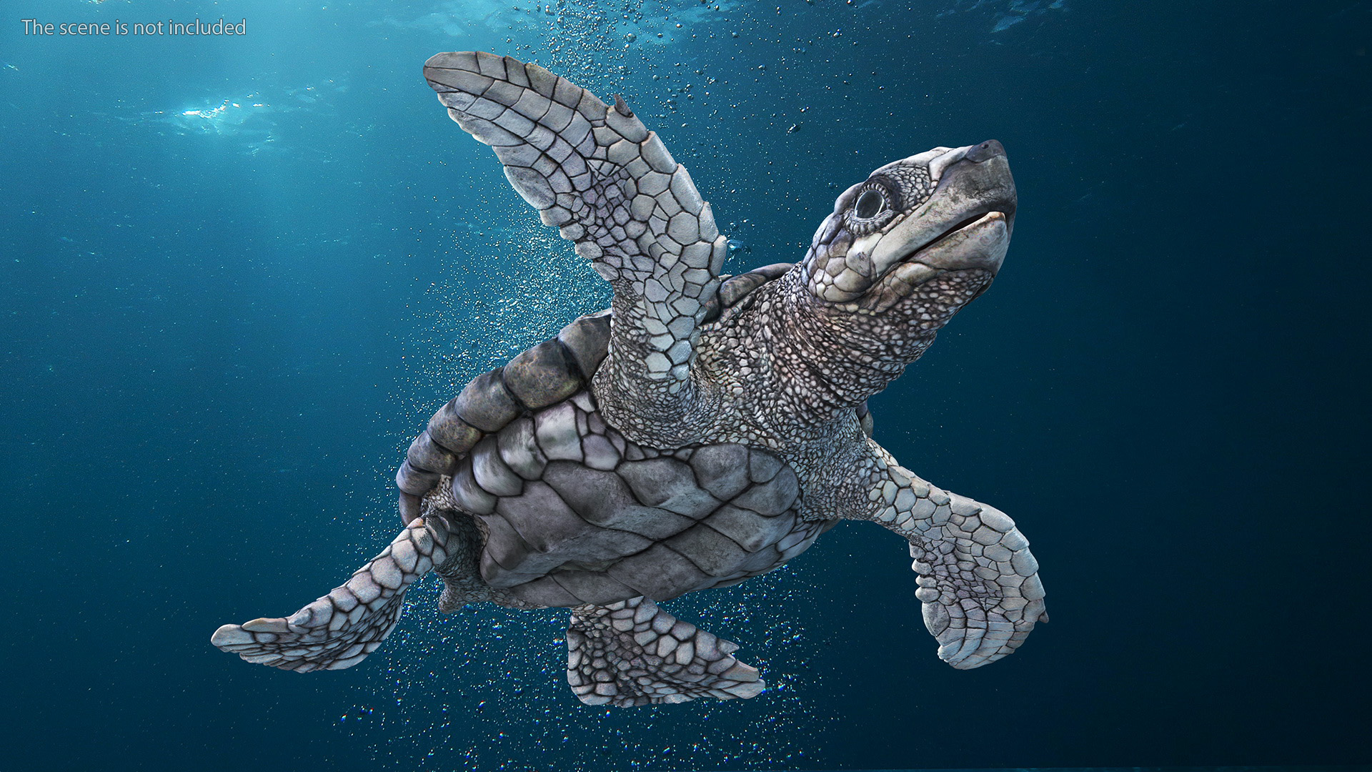 3D Baby Gray Sea Turtle Runs to the Sea