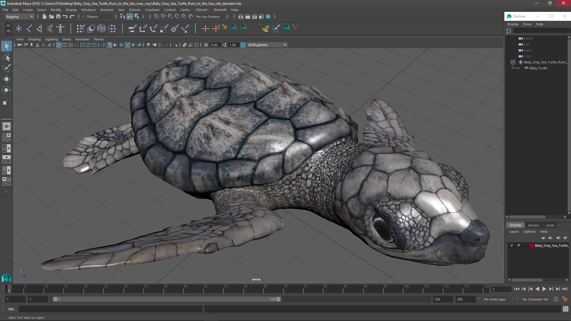 3D Baby Gray Sea Turtle Runs to the Sea