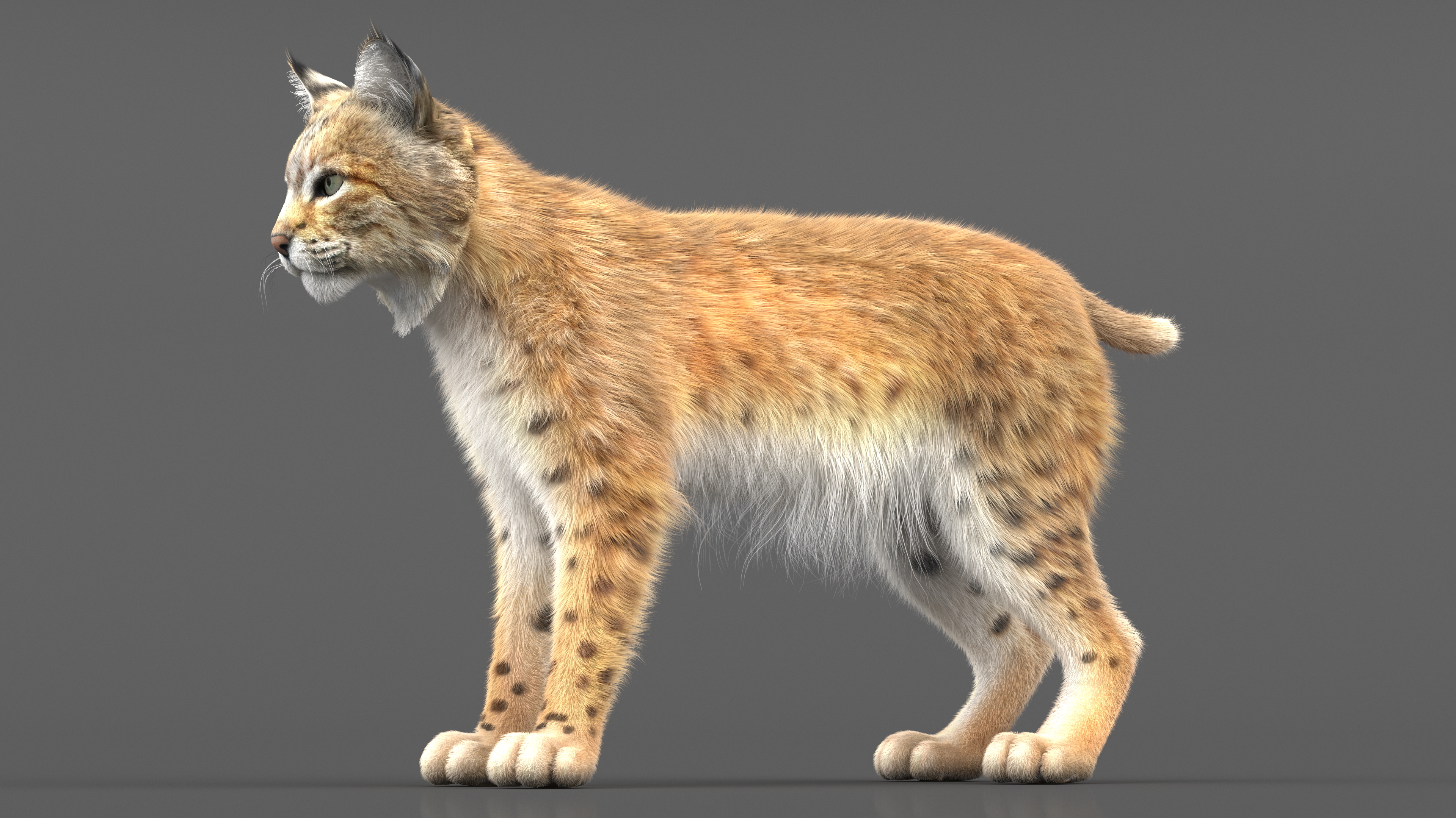 3D model Bobcat Fur