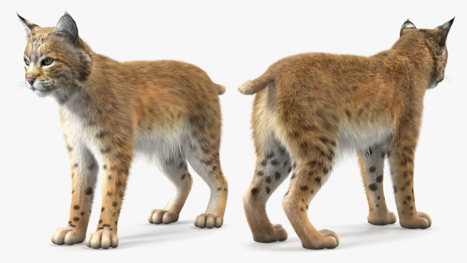 3D model Bobcat Fur