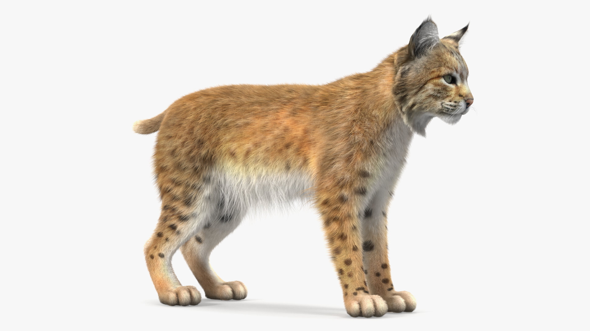 3D model Bobcat Fur