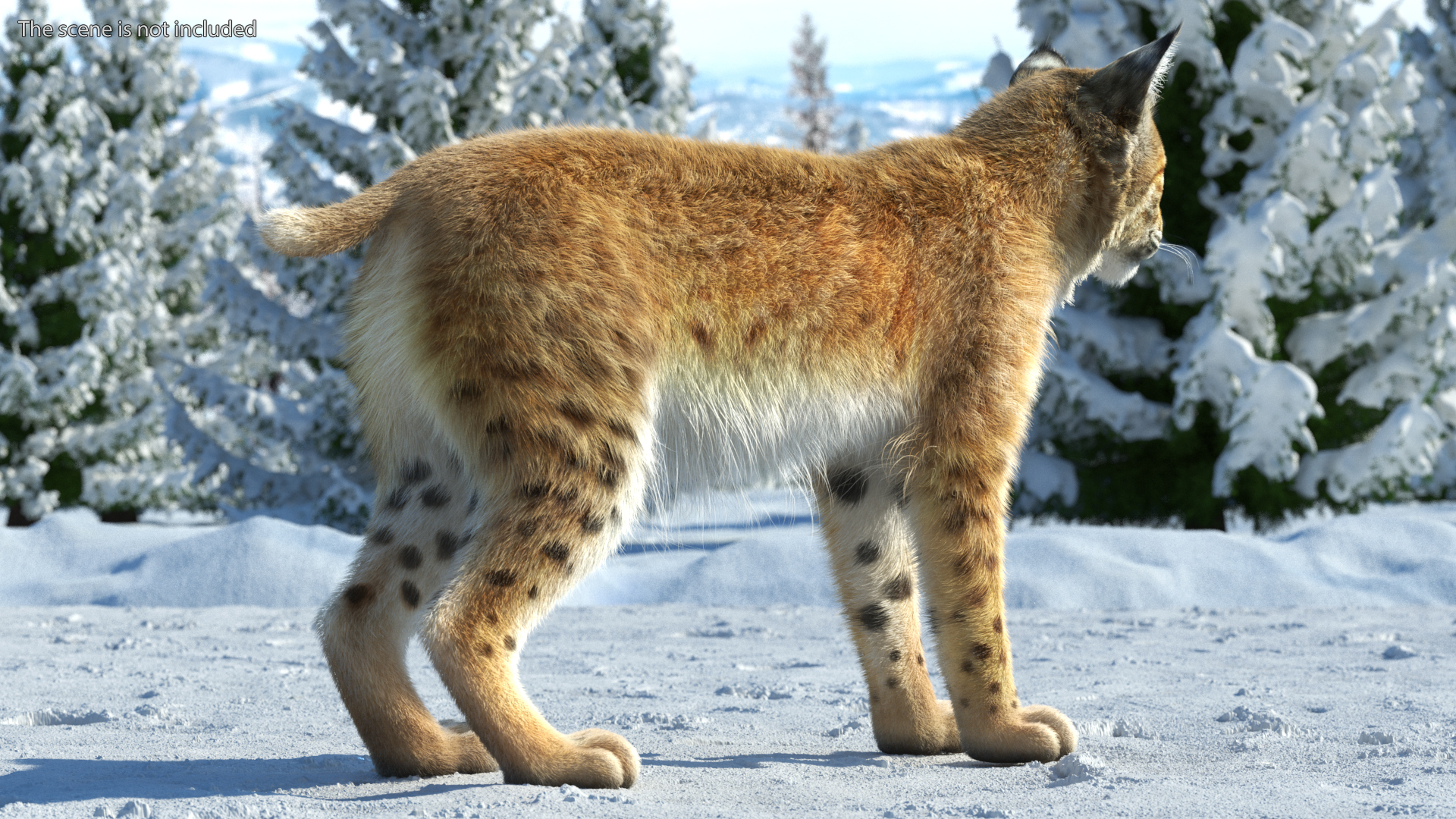 3D model Bobcat Fur